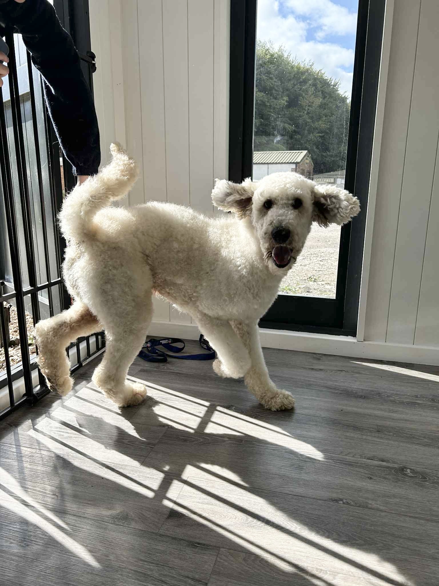 Ernie, a 4 years old male Poodle available for adoption from Yappy Ever After in Derbyshire