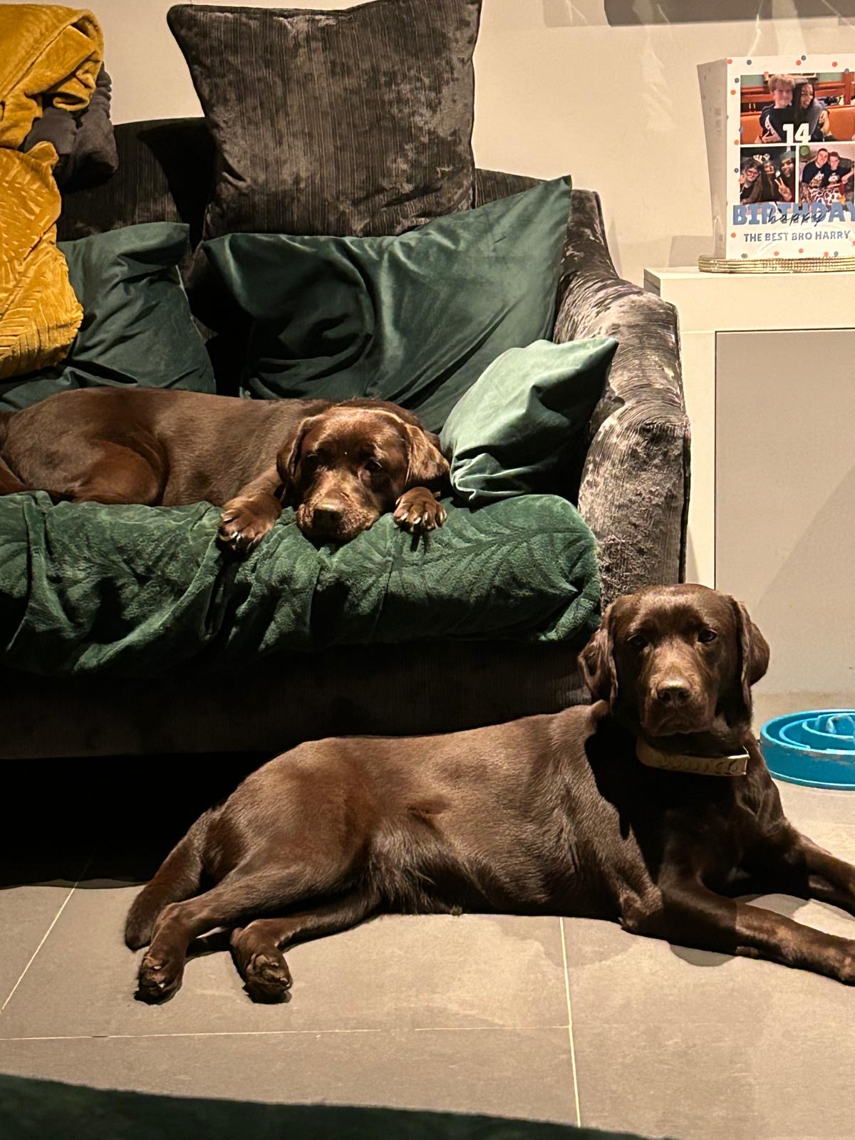 Willow & Coco, a 7 years old female Labrador available for adoption from Yappy Ever After in Derbyshire