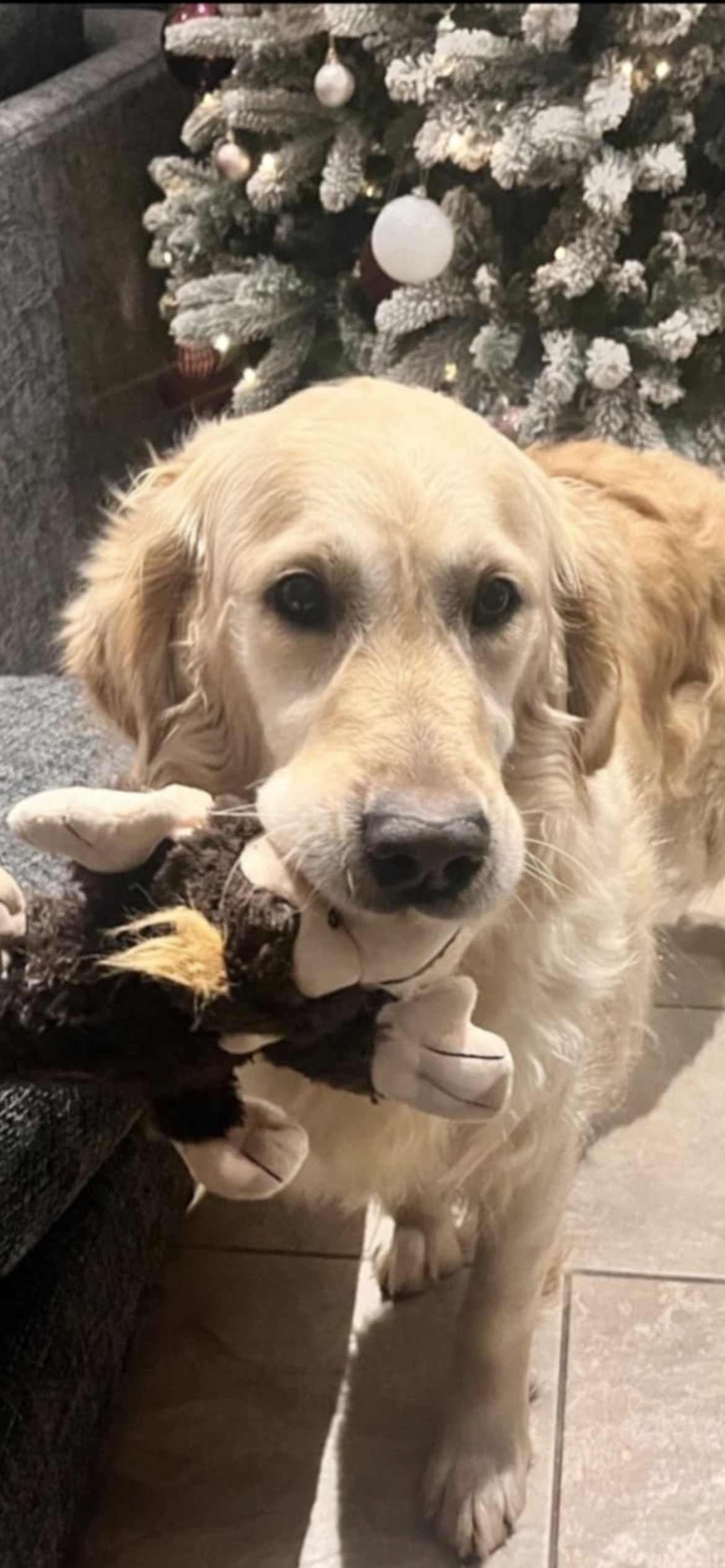 Emilia, a 6 years old female Golden Retriever available for adoption from Yappy Ever After in Derbyshire
