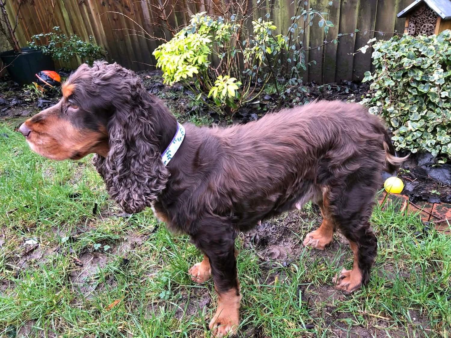 Margo, a 6 years old female Cocker Spaniel available for adoption from Yappy Ever After in Hatton, Derbyshire