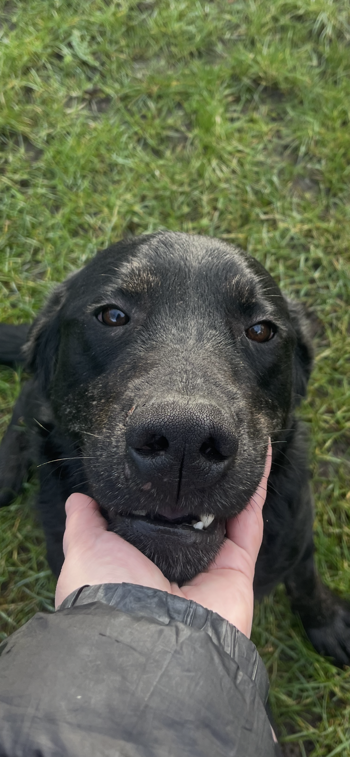 Charlie, a 4 years old male Labrador available for adoption from Yappy Ever After in Derbyshire
