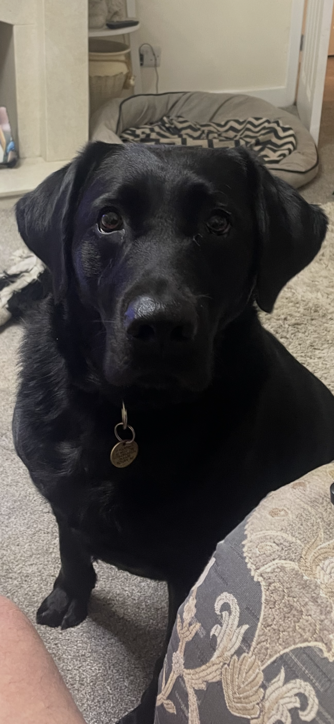 Chase, a 2 years old male Labrador available for adoption from Yappy Ever After in Hatton, Derbyshire