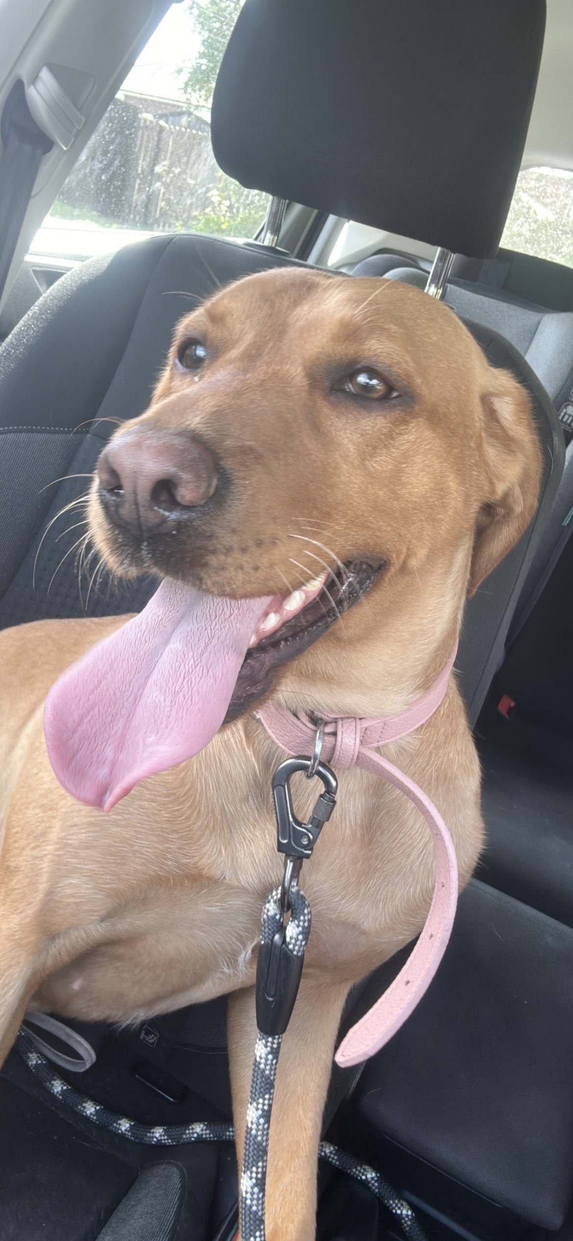 Skye, a 3 years old female Labrador available for adoption from Yappy Ever After in Hatton, Derbyshire