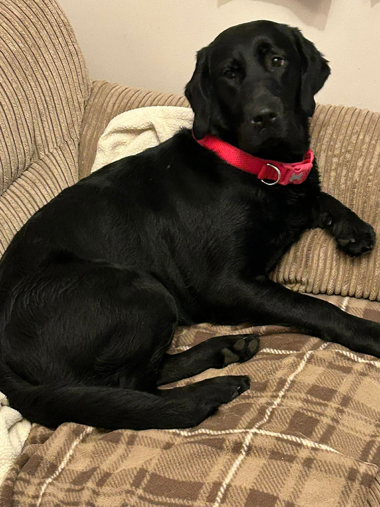 Bonnie And Lulu, a 2 years old female Labrador available for adoption from Yappy Ever After in Derbyshire