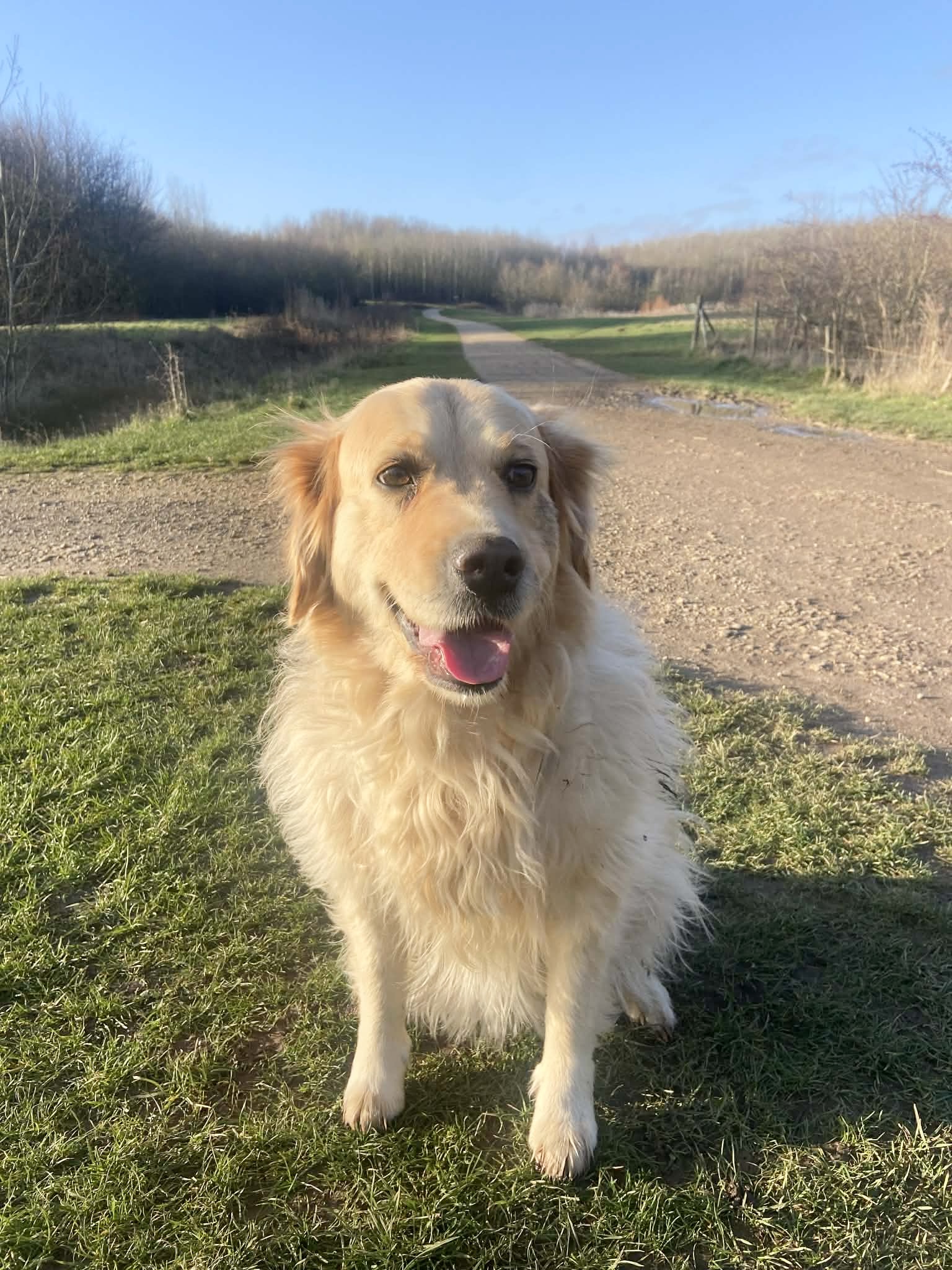Millie, a 5 years old female Golden Retriever available for adoption from Yappy Ever After in Derbyshire