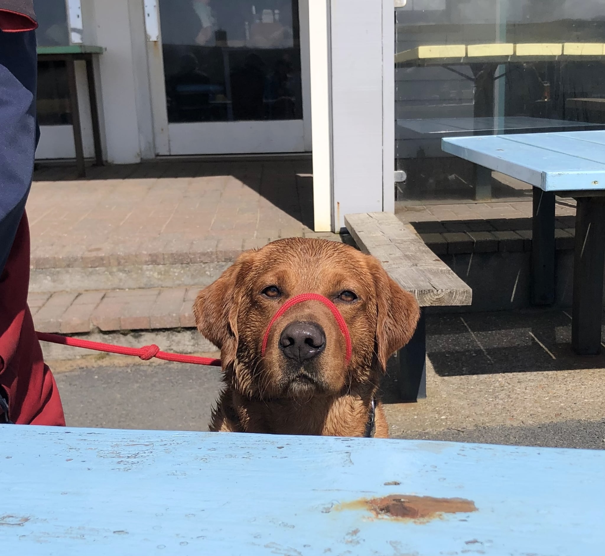 Arlo, a Unknown old male Labrador available for adoption from Yappy Ever After in Derbyshire