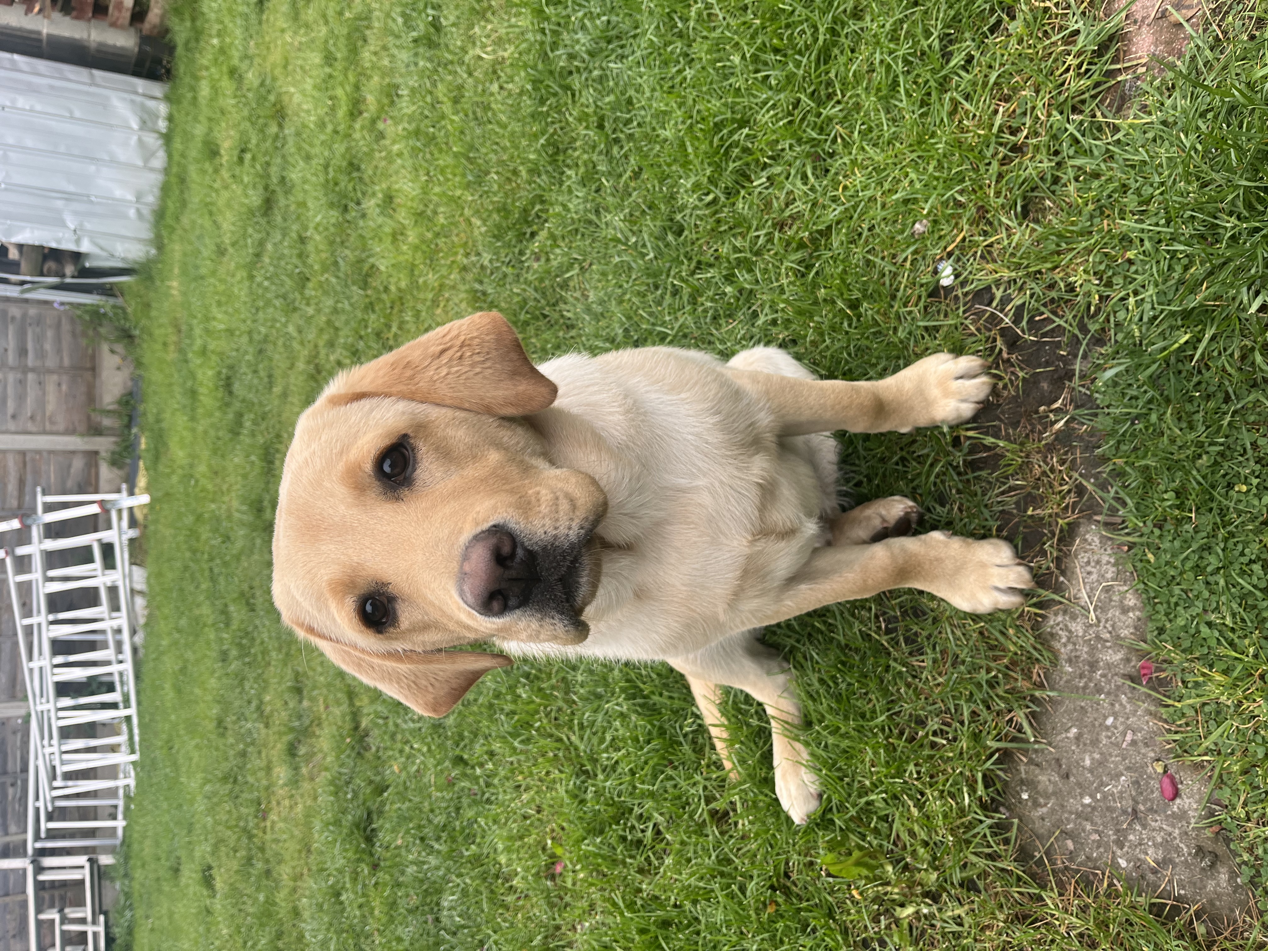 Murphy, a Unknown old male Labrador available for adoption from Yappy Ever After in Derbyshire