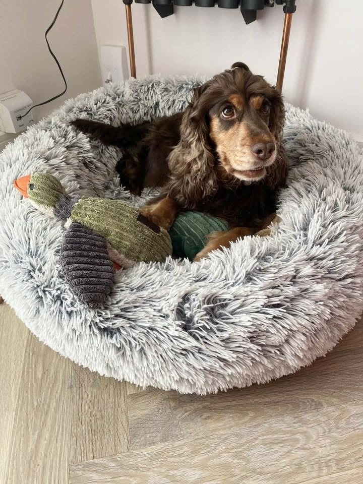 Dolly, a Unknown old female Cocker Spaniel available for adoption from Yappy Ever After in Derbyshire