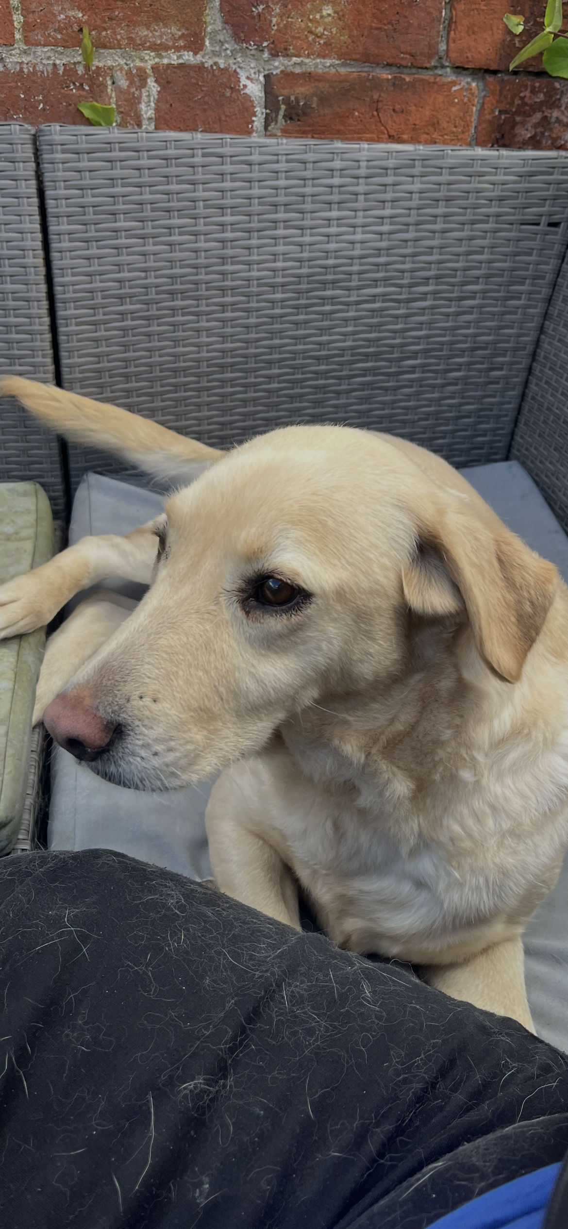 Luna, a Unknown old female Labrador available for adoption from Yappy Ever After in Derbyshire