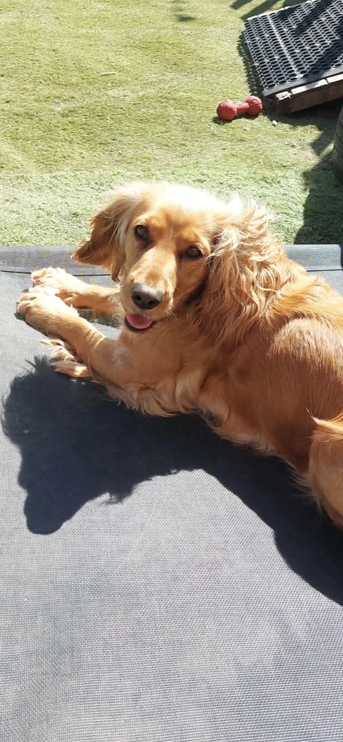 Bella, a Unknown old female Cocker Spaniel available for adoption from Yappy Ever After in Derbyshire
