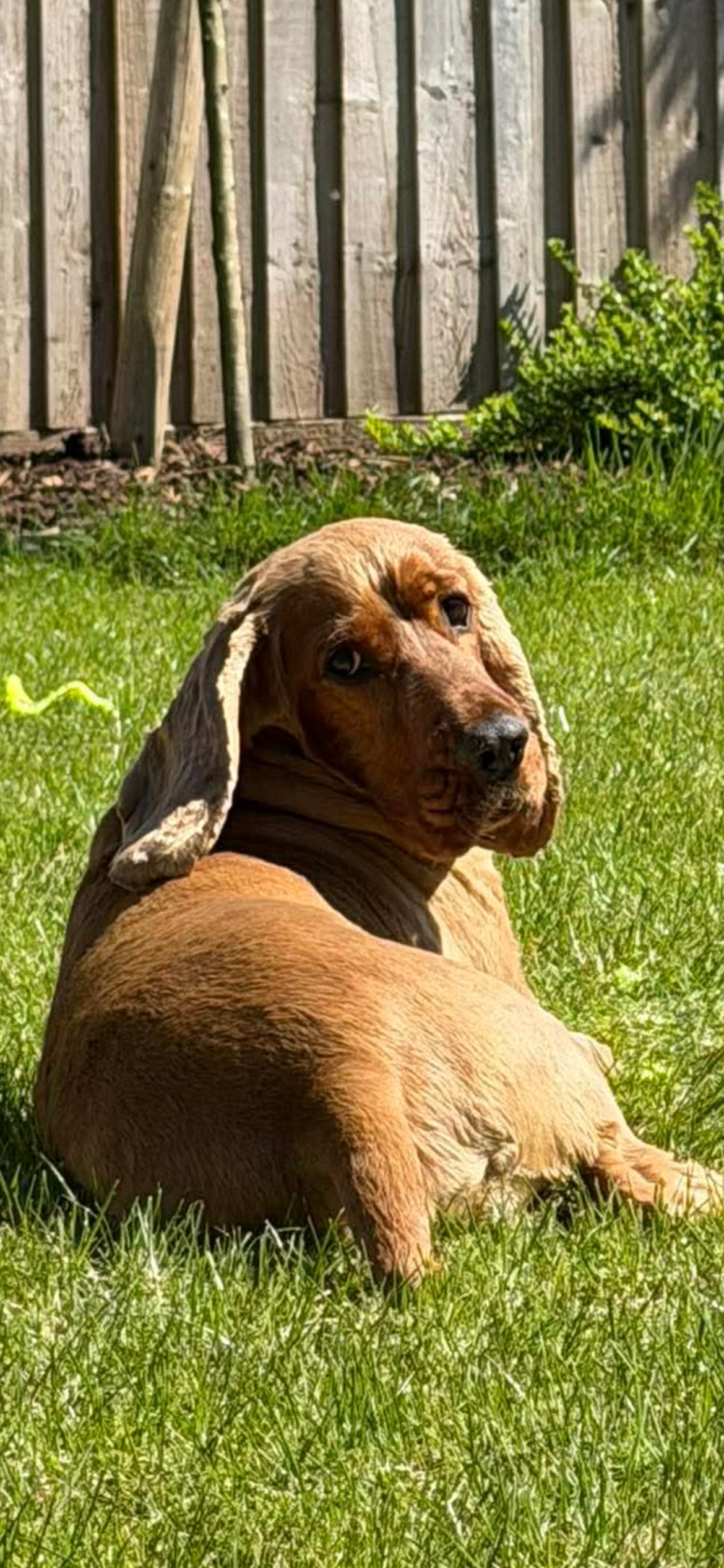 Red, a Unknown old male Cocker Spaniel available for adoption from Yappy Ever After in Derbyshire