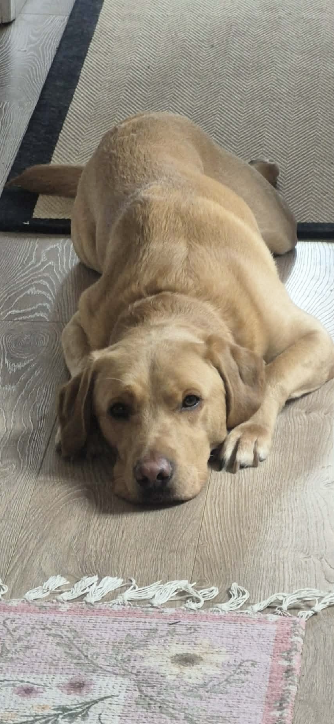 Milo, a Unknown old male Labrador available for adoption from Yappy Ever After in Derbyshire