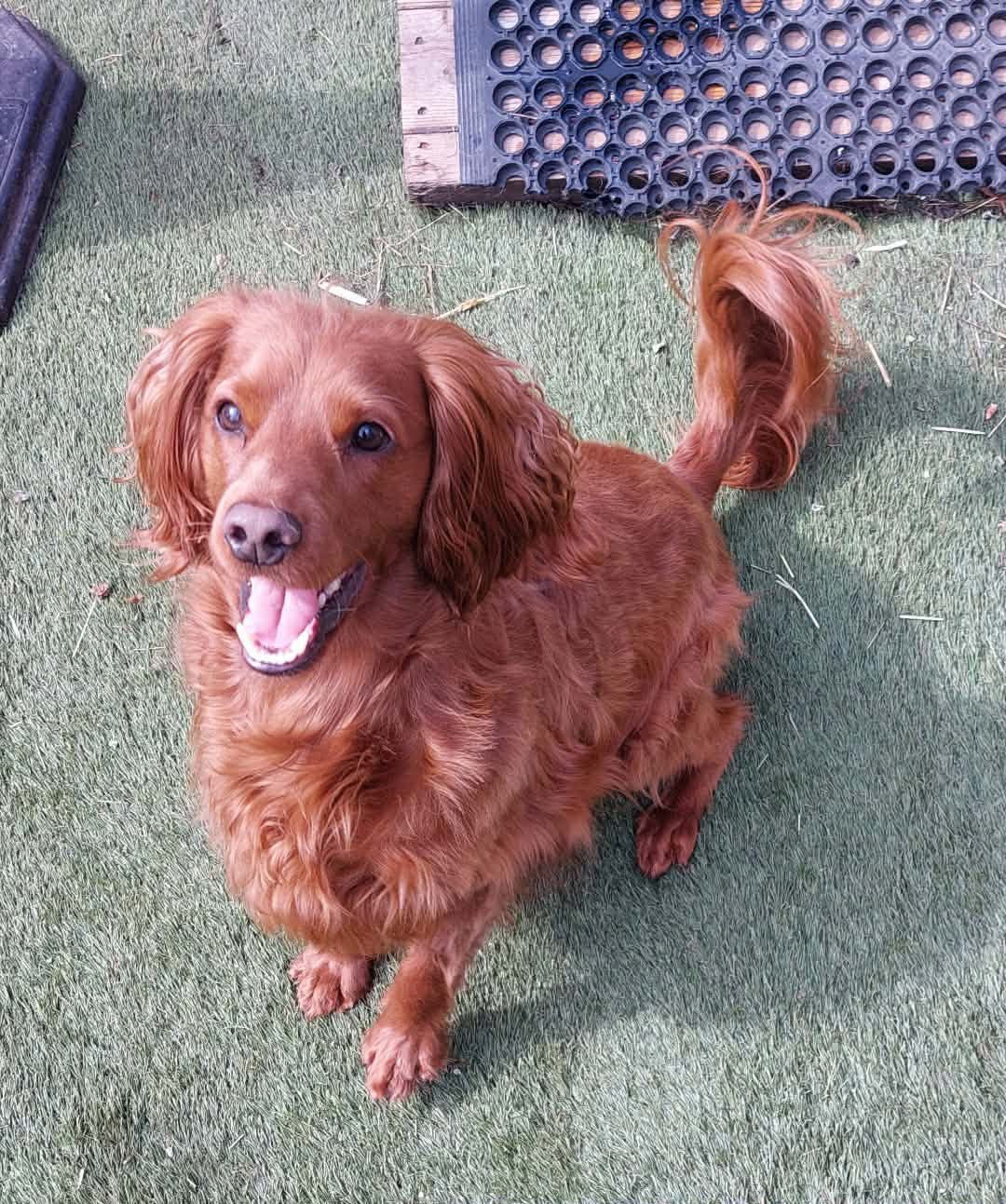 Cooper, a 3 years old male Cockapoo available for adoption from Yappy Ever After in Derbyshire