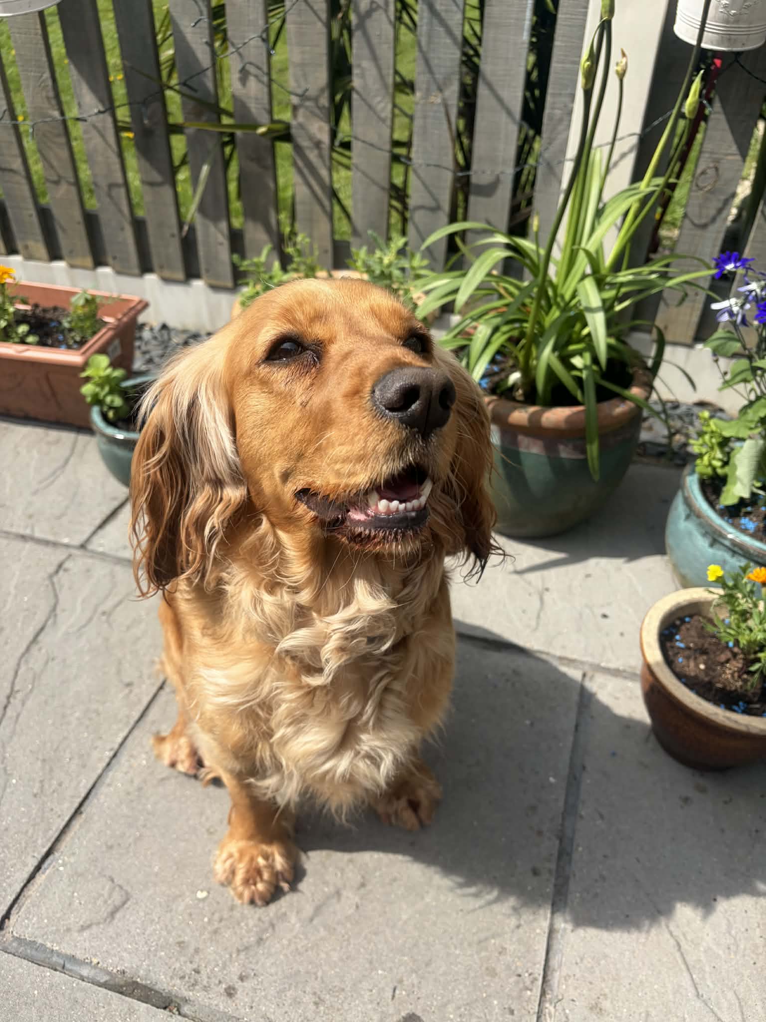 Bella, a 4 years old female Cocker Spaniel available for adoption from Yappy Ever After in Derbyshire