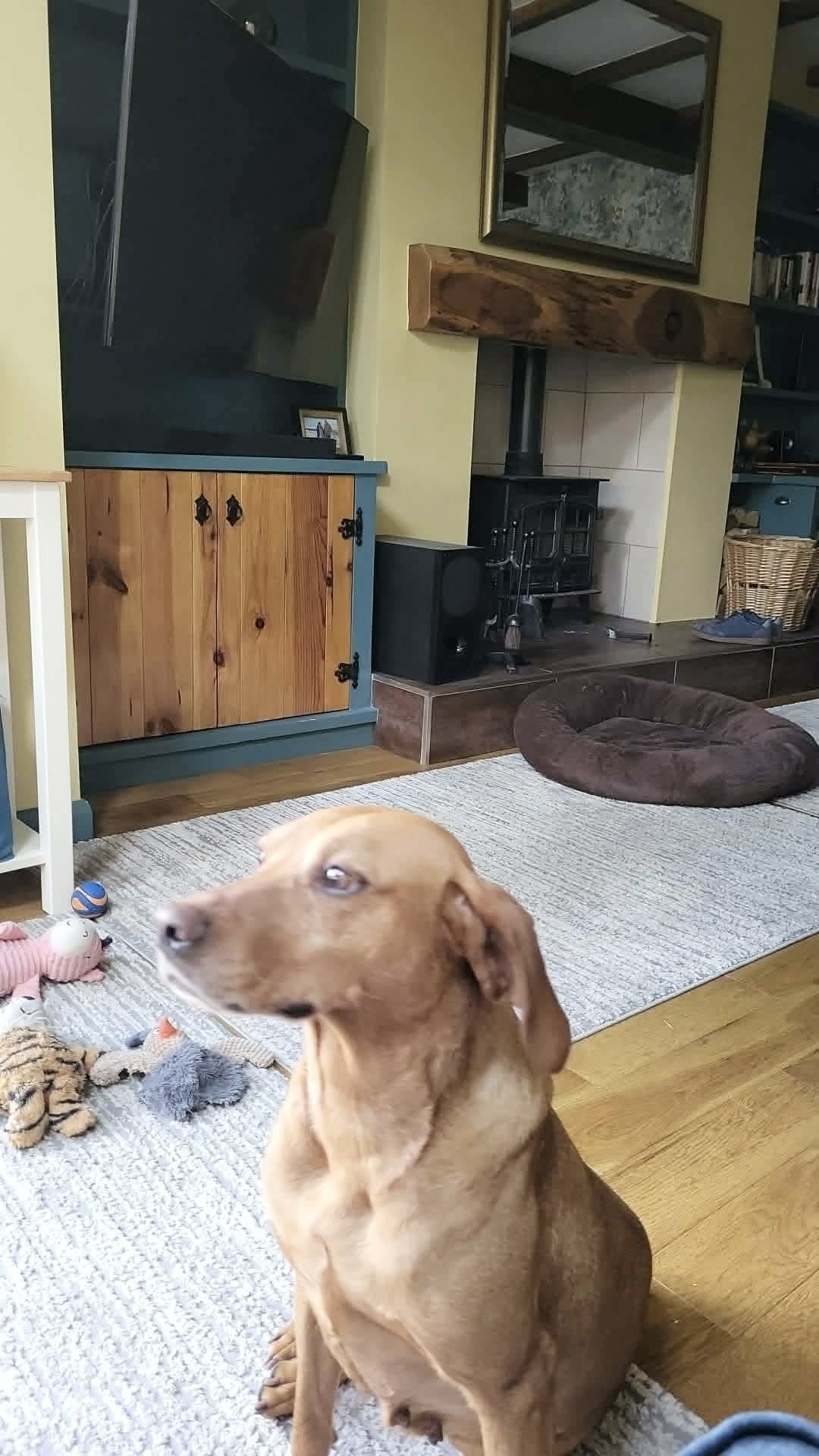 Hollie, a Unknown old female Labrador available for adoption from Yappy Ever After in Derbyshire
