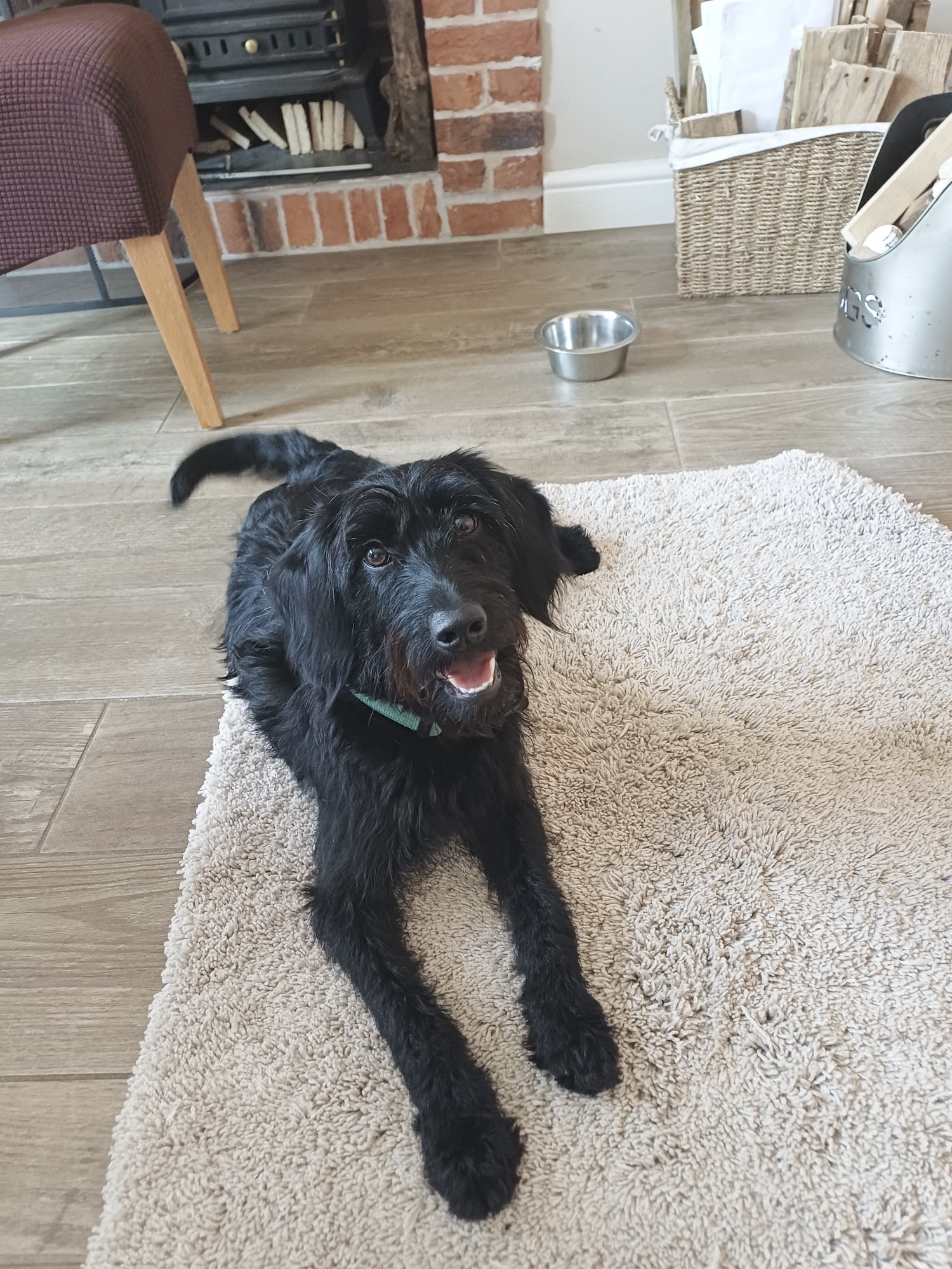 Daisy, a 10 months old female Labrador available for adoption from Yappy Ever After in Derbyshire