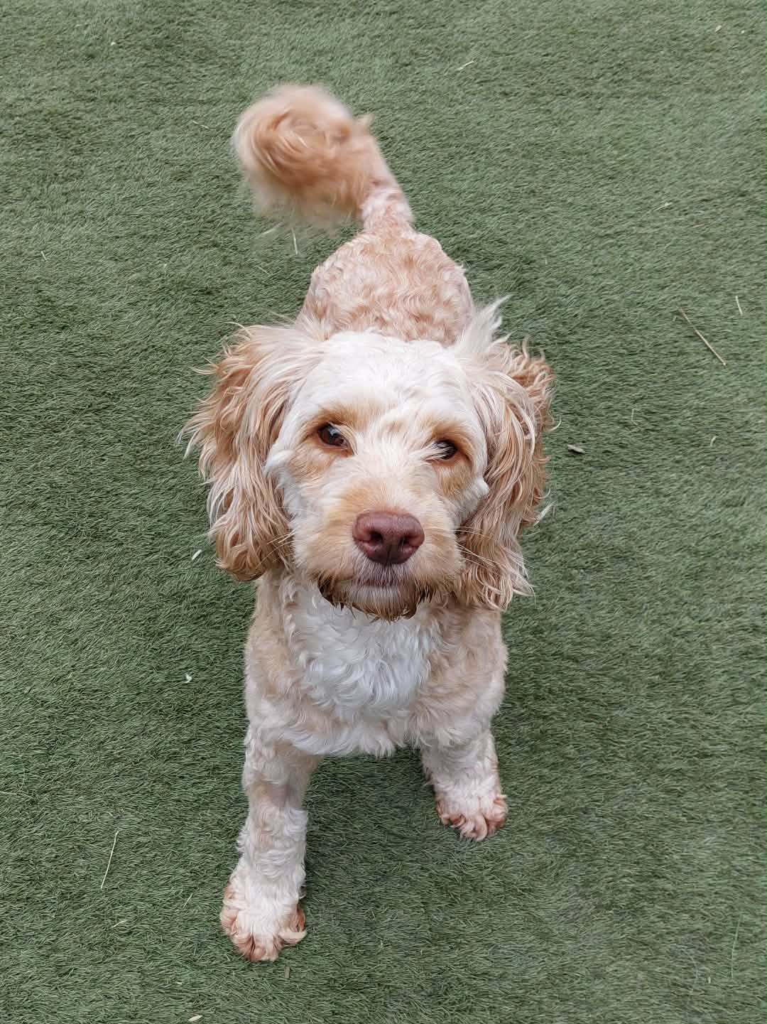 Ralph, a 4 years old male Cockapoo available for adoption from Yappy Ever After in Derbyshire