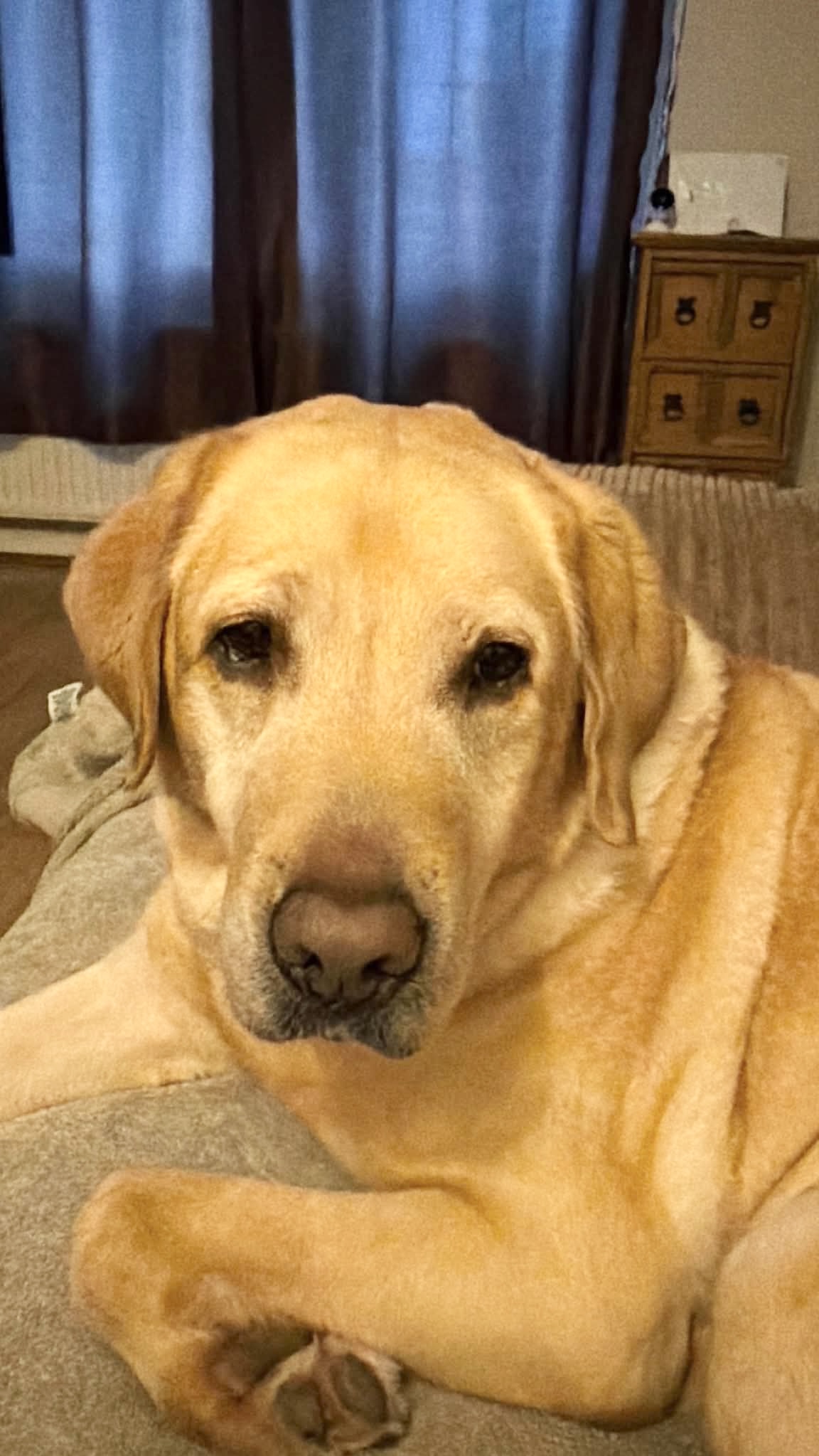 Marshall, a 5 years old male Labrador available for adoption from Yappy Ever After in Derbyshire