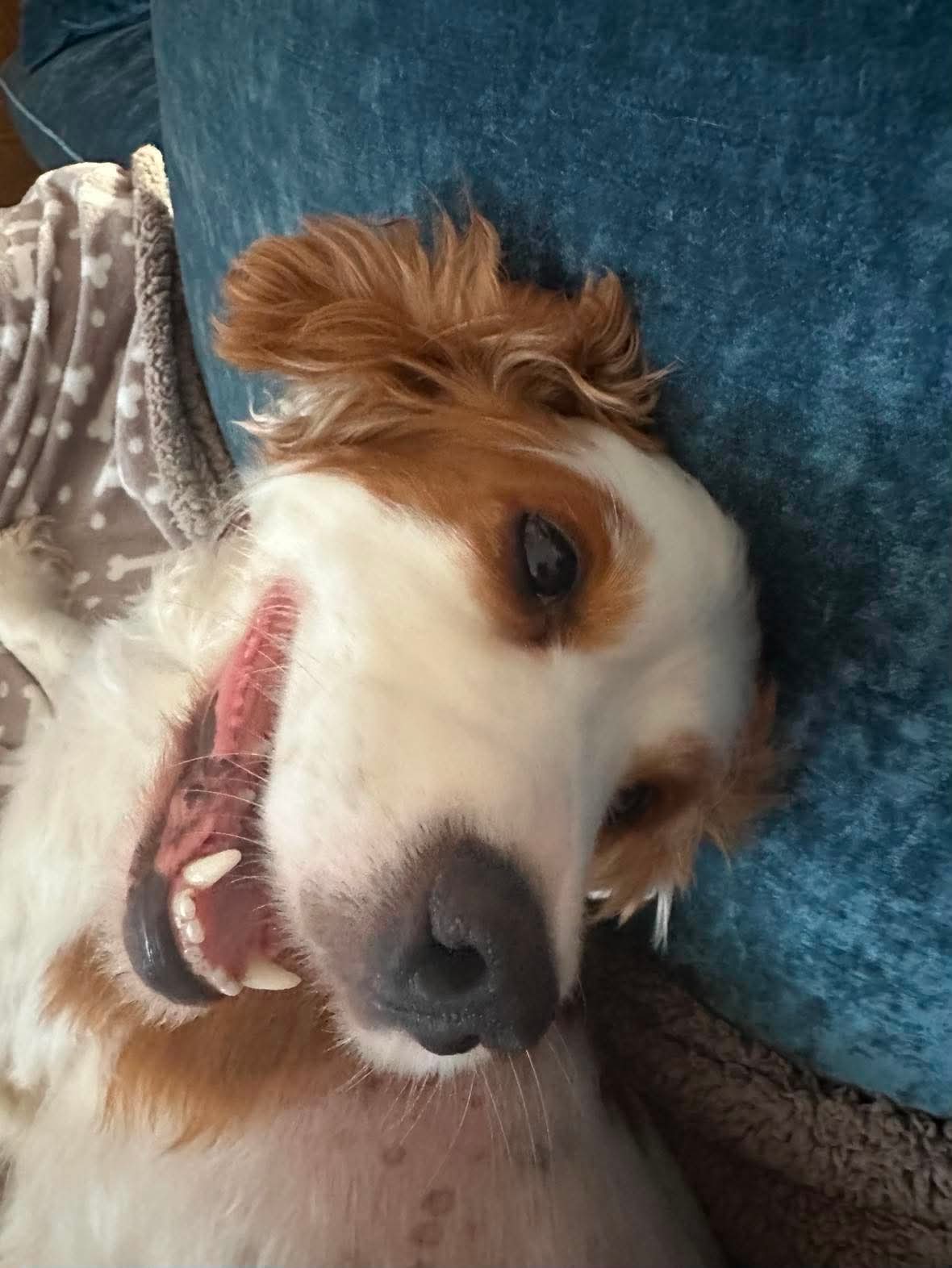 Jess, a 5 years old female Cocker Spaniel available for adoption from Yappy Ever After in Derbyshire
