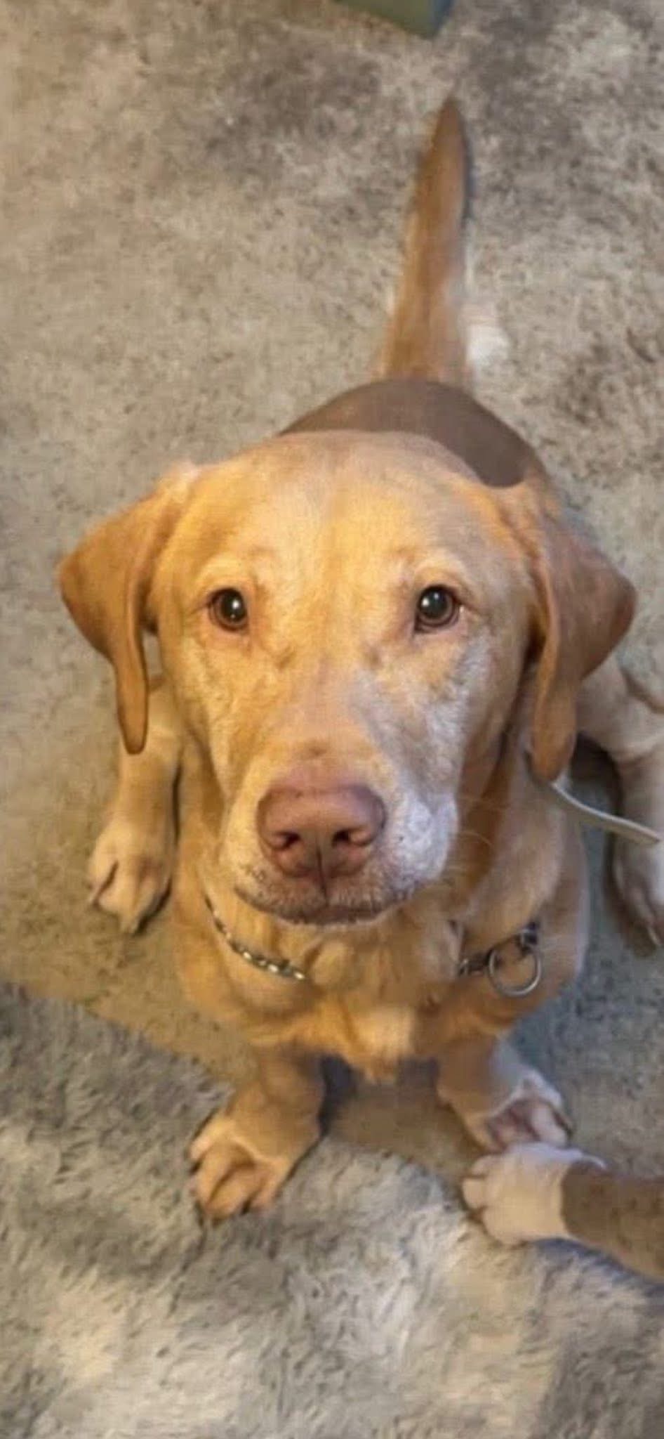 Bailey & Hooch, a Unknown old female Labrador available for adoption from Yappy Ever After in Derbyshire