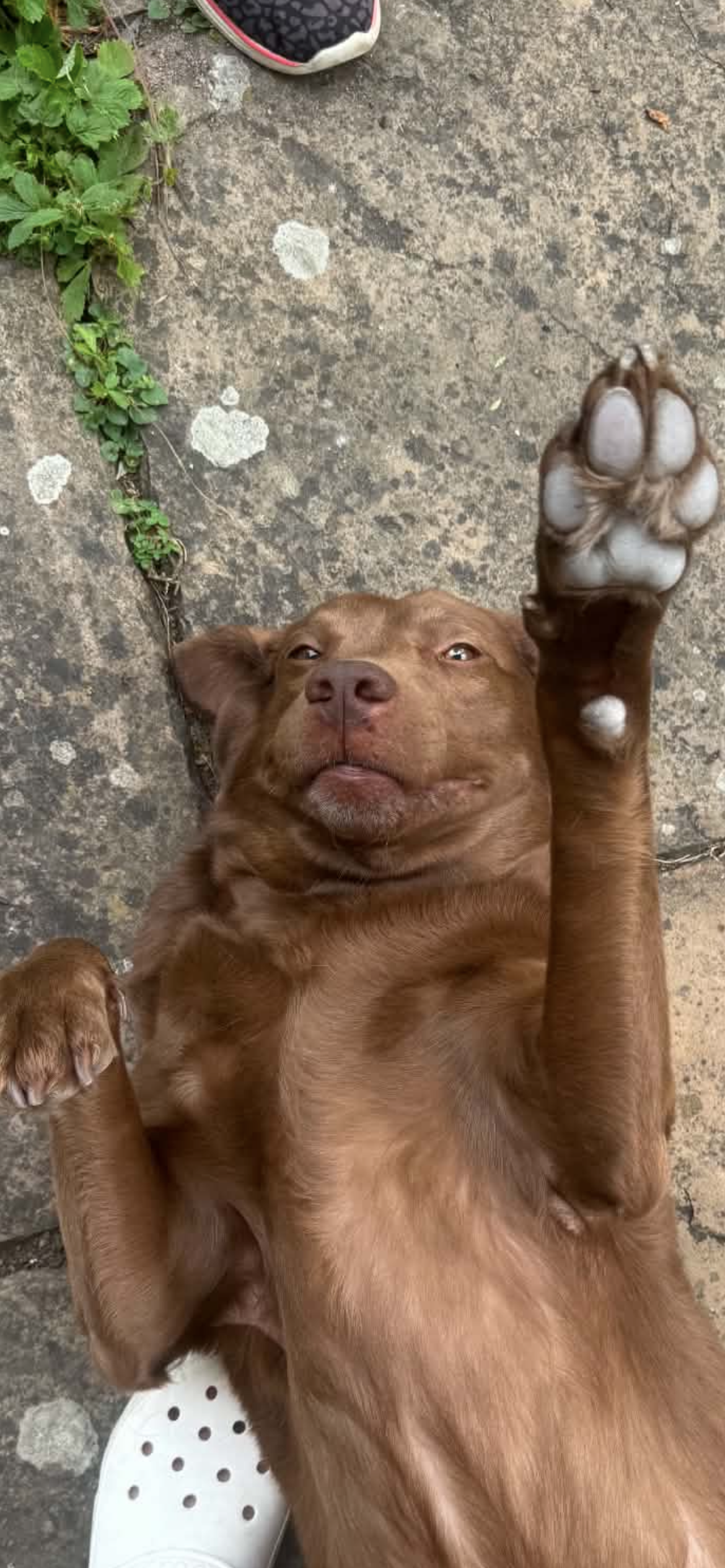 Tess, a 5 years old female Labrador available for adoption from Yappy Ever After in Derbyshire