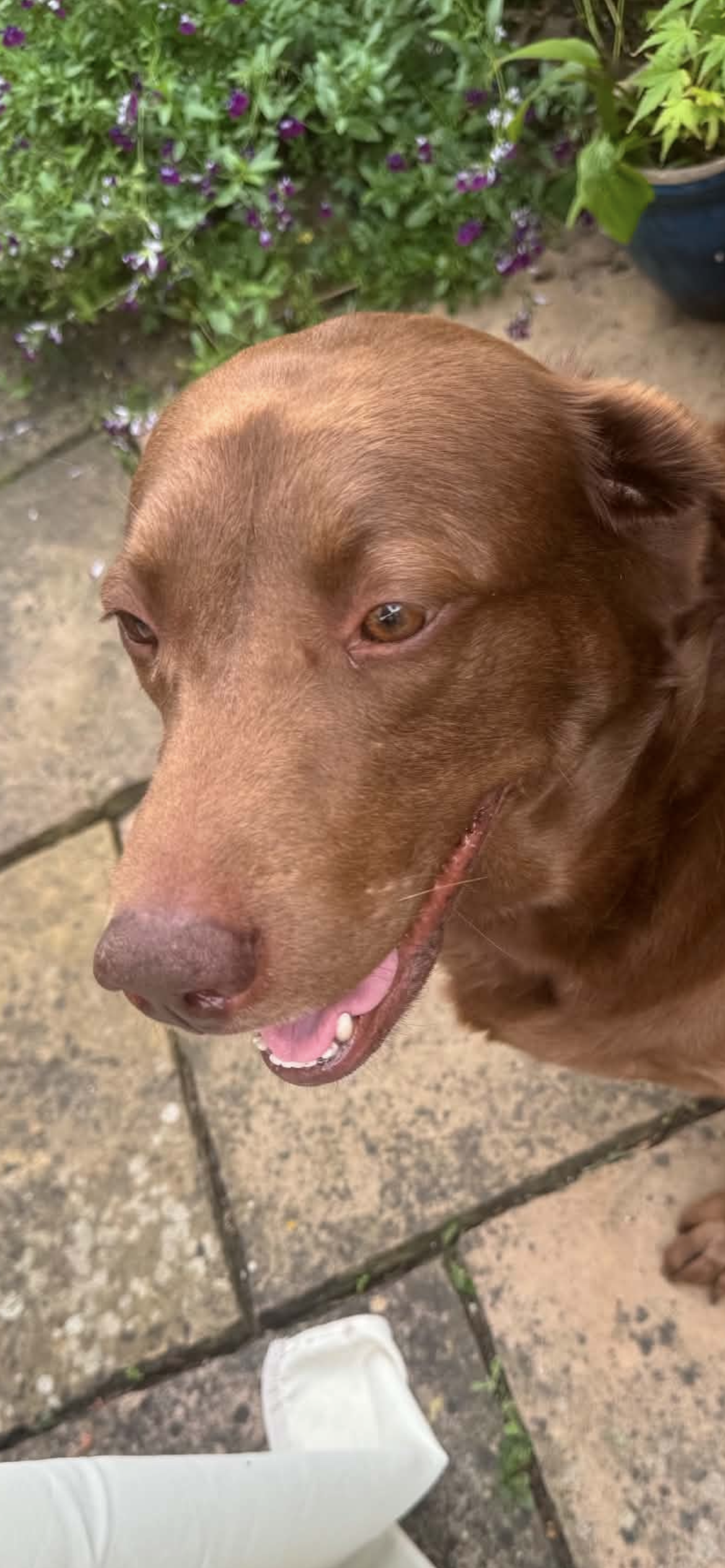 Tess, a 5 years old female Labrador available for adoption from Yappy Ever After in Derbyshire
