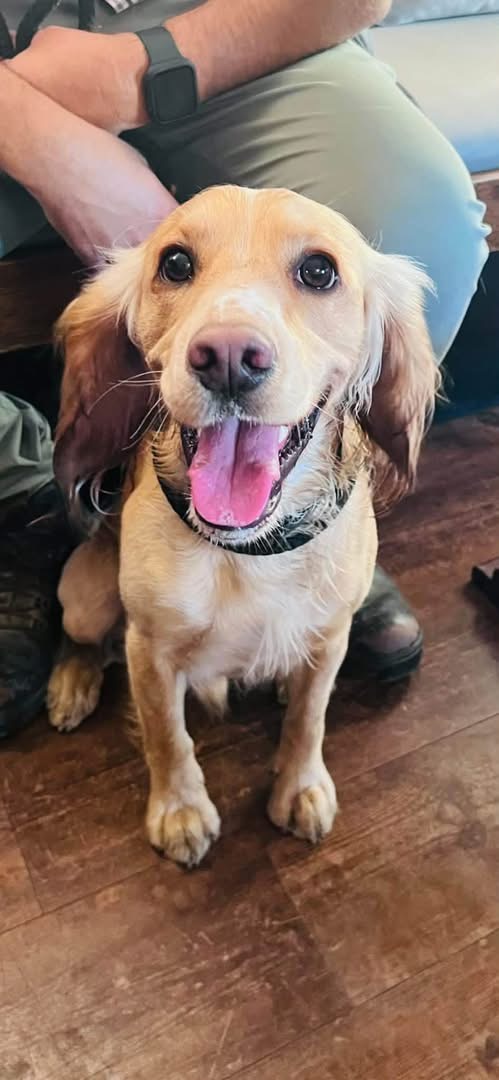 Chester, a 2 years old male Cocker Spaniel available for adoption from Yappy Ever After in Derbyshire
