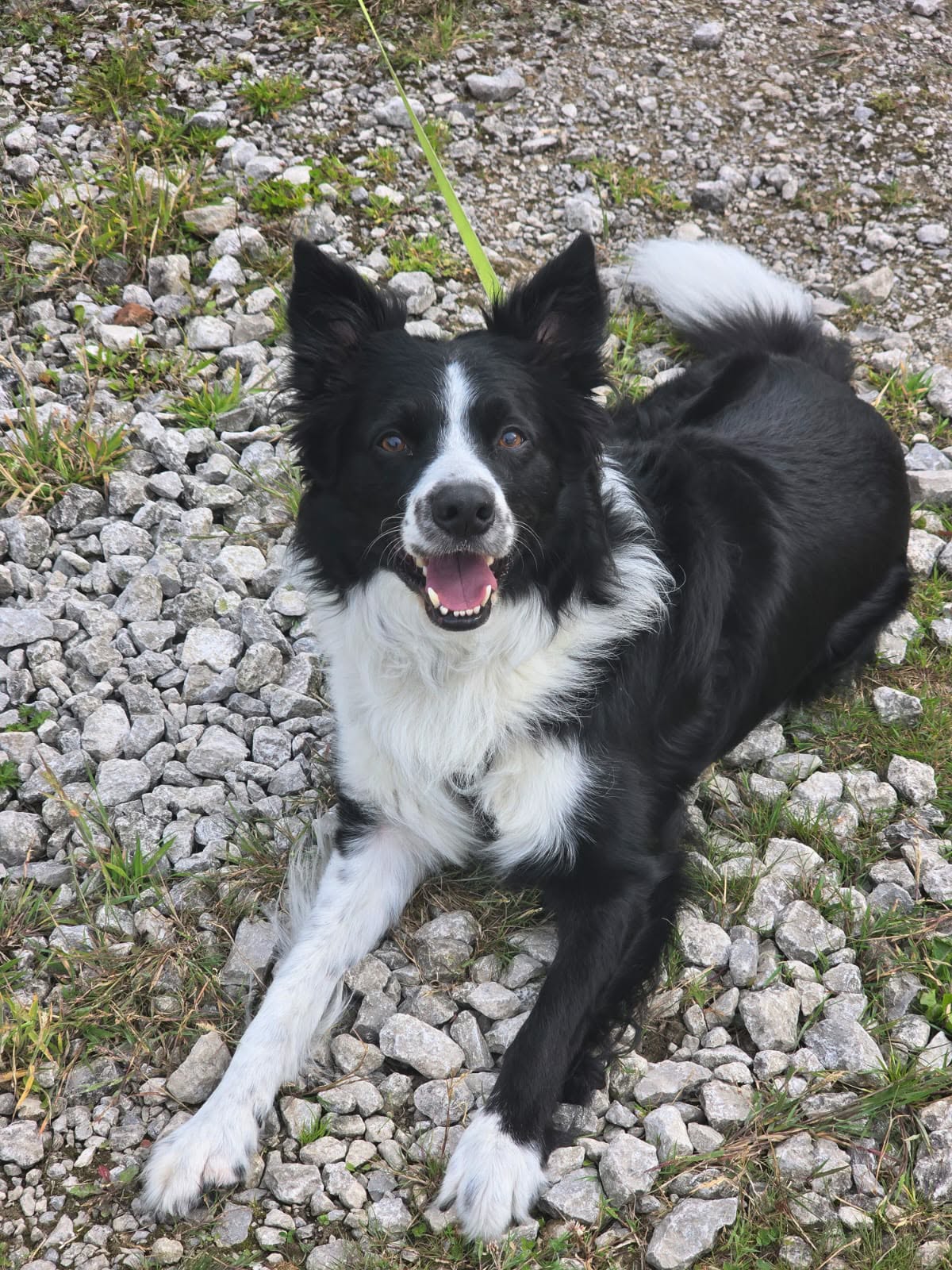 Herman, a 7 years old female Border Collie available for adoption from Yappy Ever After in Derbyshire