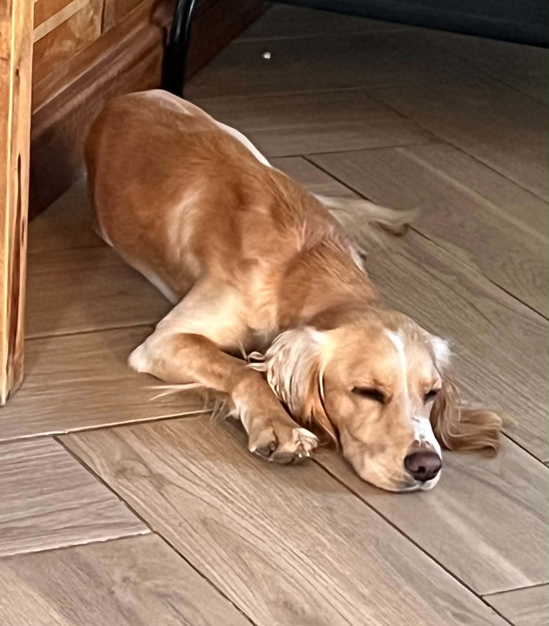 Chester, a Unknown old male Cocker Spaniel available for adoption from Yappy Ever After in Derbyshire