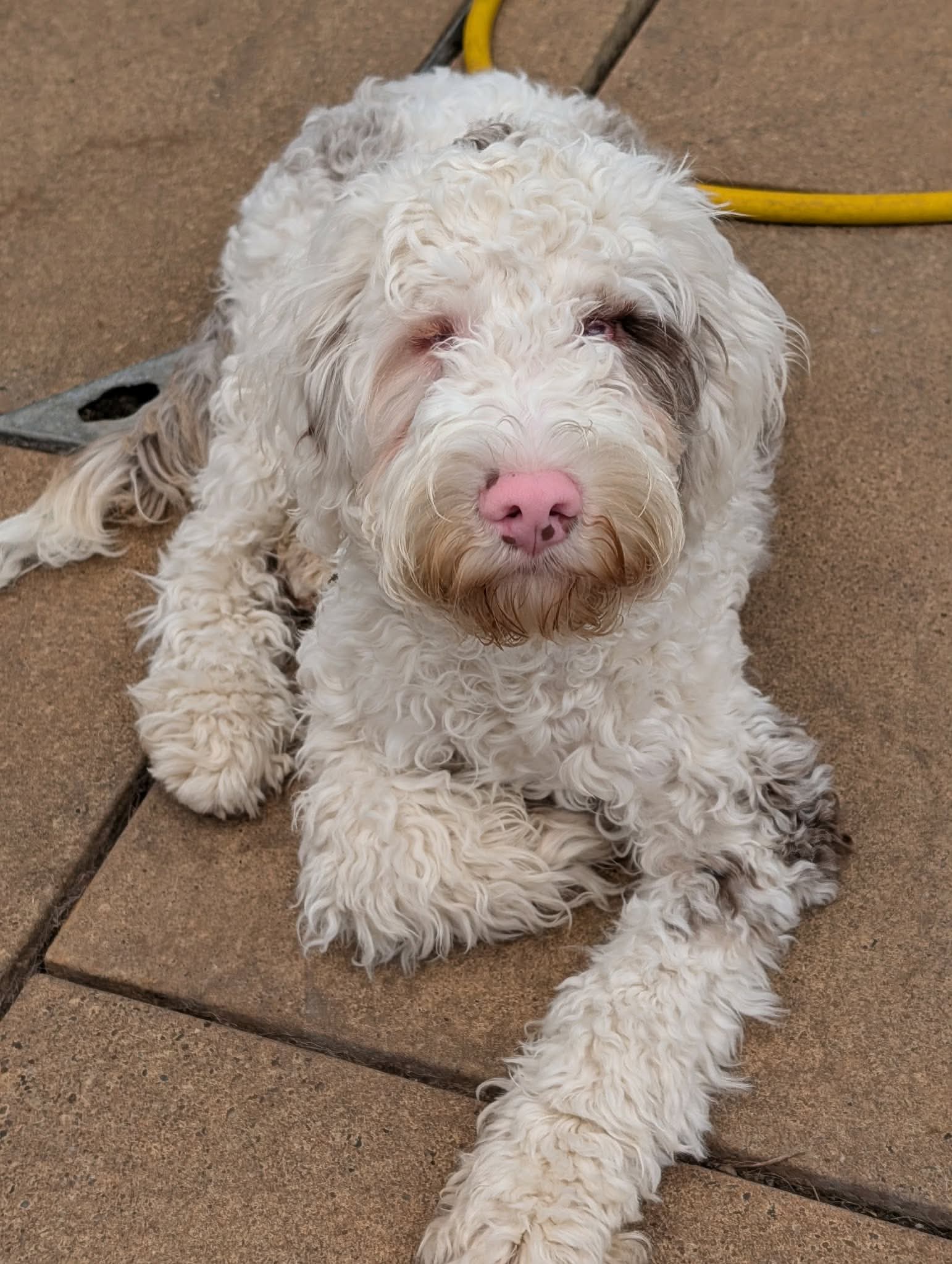 Digby, a 6 months old male Cockapoo available for adoption from Yappy Ever After in Derbyshire