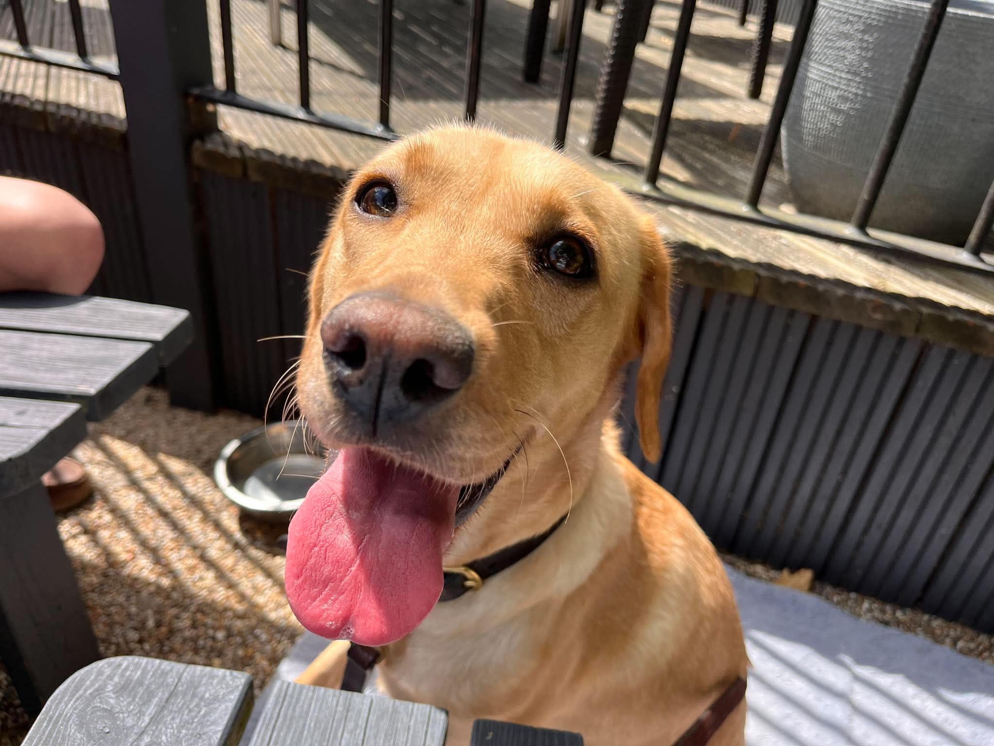 Honey, a 2 years old female Labrador available for adoption from Yappy Ever After in Derbyshire