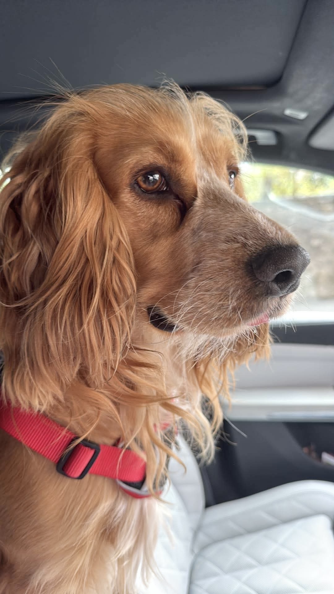Jack, a 2 years old male Cocker Spaniel available for adoption from Yappy Ever After in Derbyshire