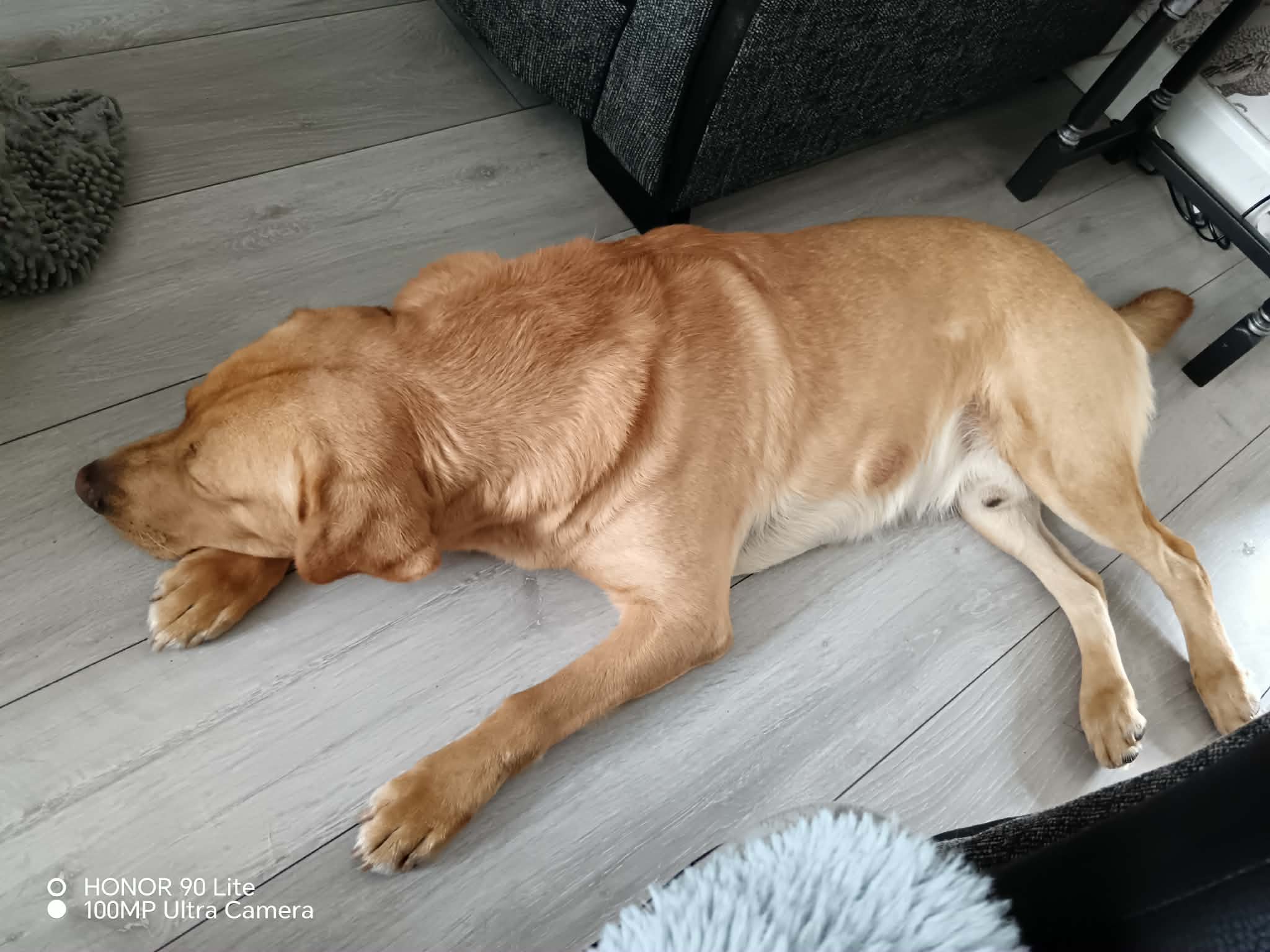 Mylo, a 3 years old male Labrador available for adoption from Yappy Ever After in Derbyshire