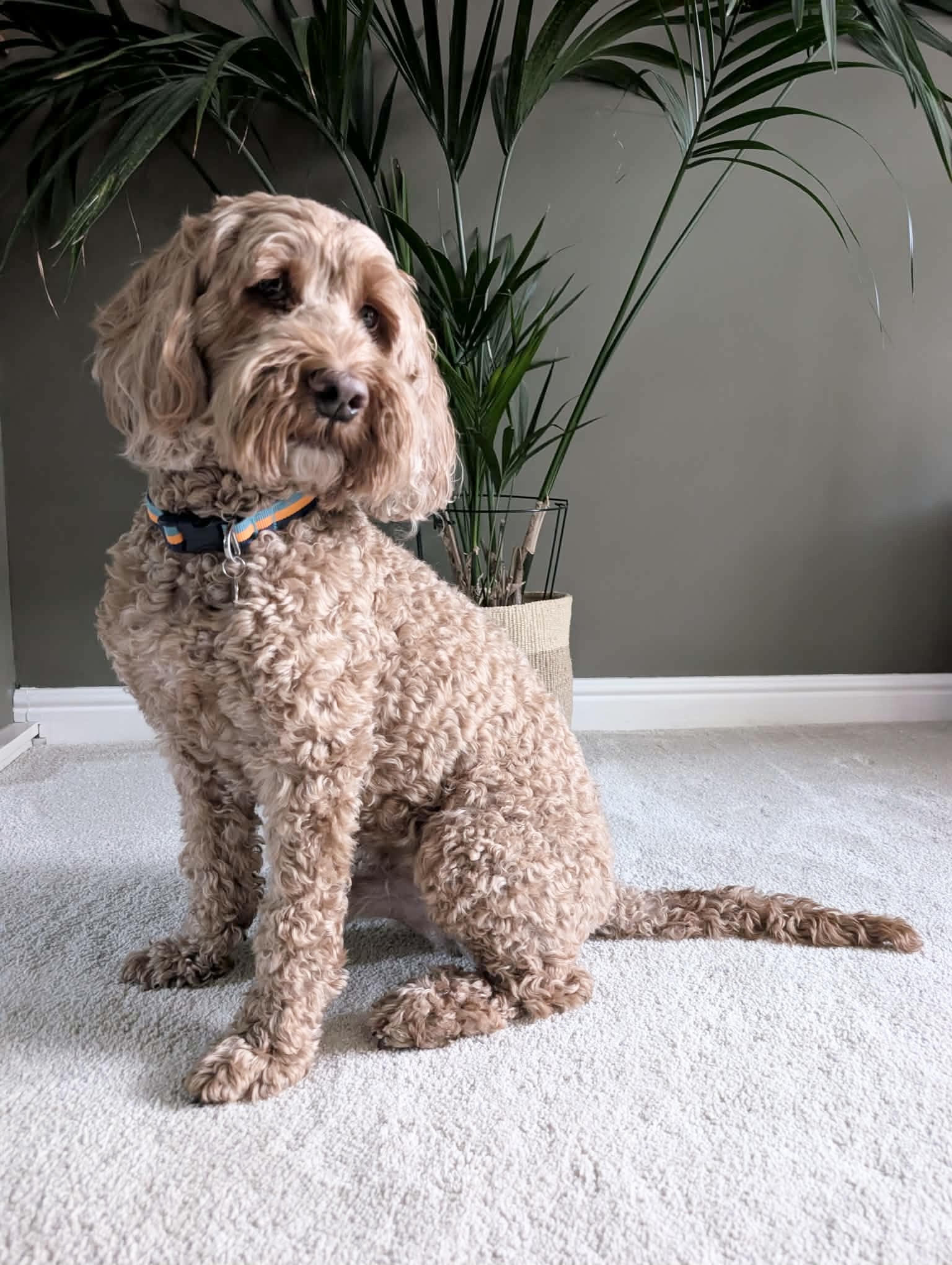 Toby, a 6 years old male Cockapoo available for adoption from Yappy Ever After in Derbyshire