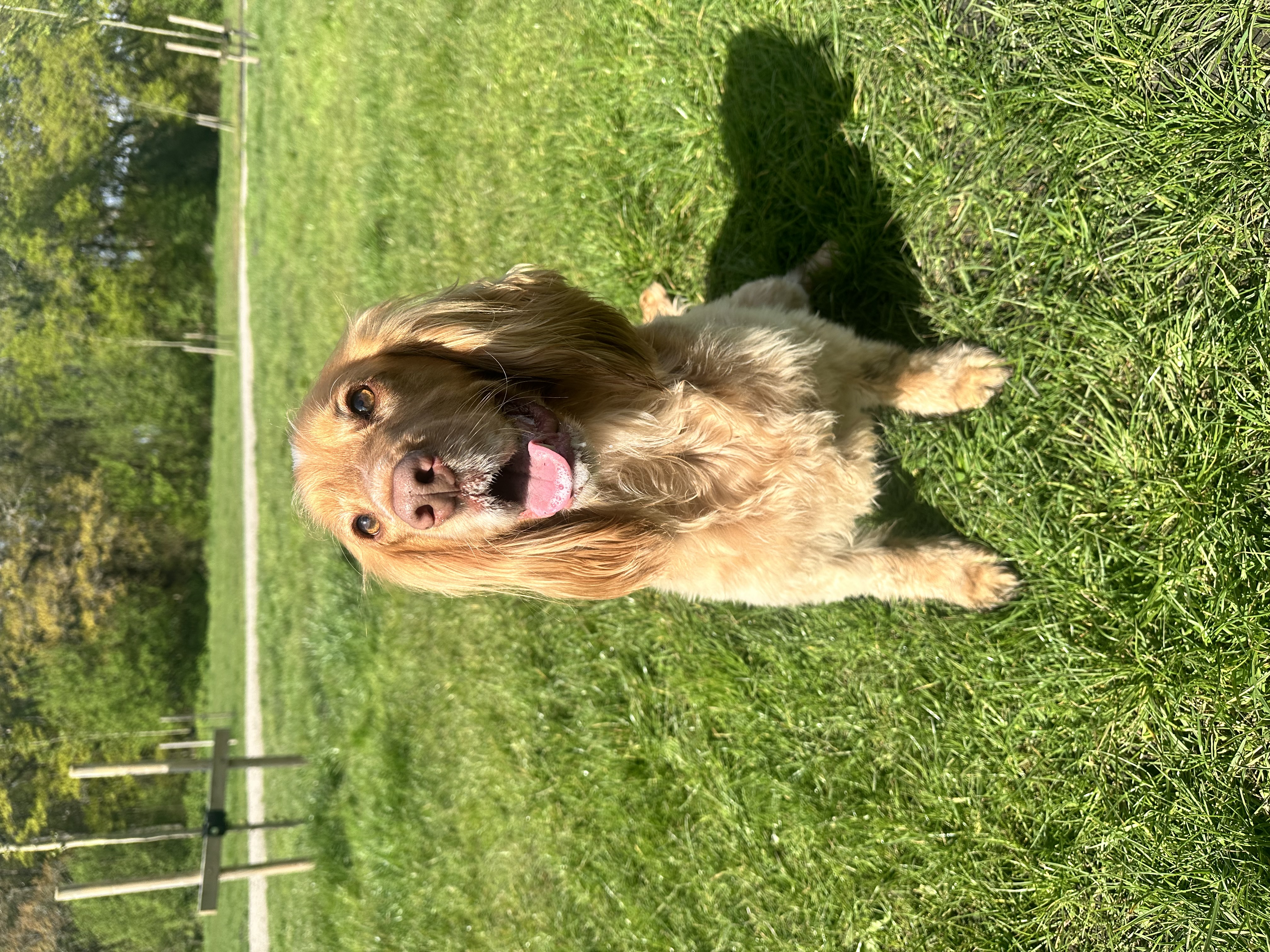 Milo, a 7 years old male Cocker Spaniel available for adoption from Yappy Ever After in Derbyshire