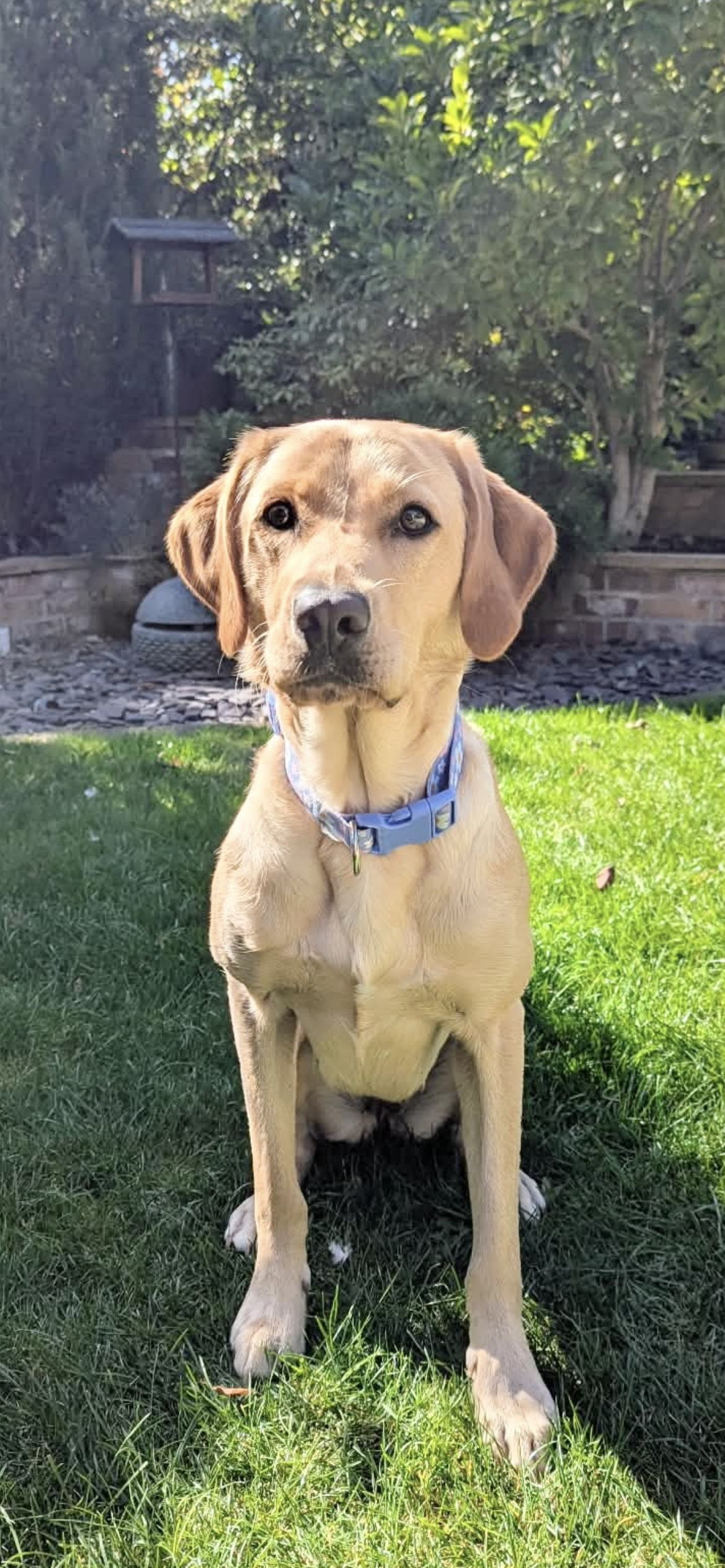 Essie, a 2 years old female Labrador available for adoption from Yappy Ever After in Derbyshire