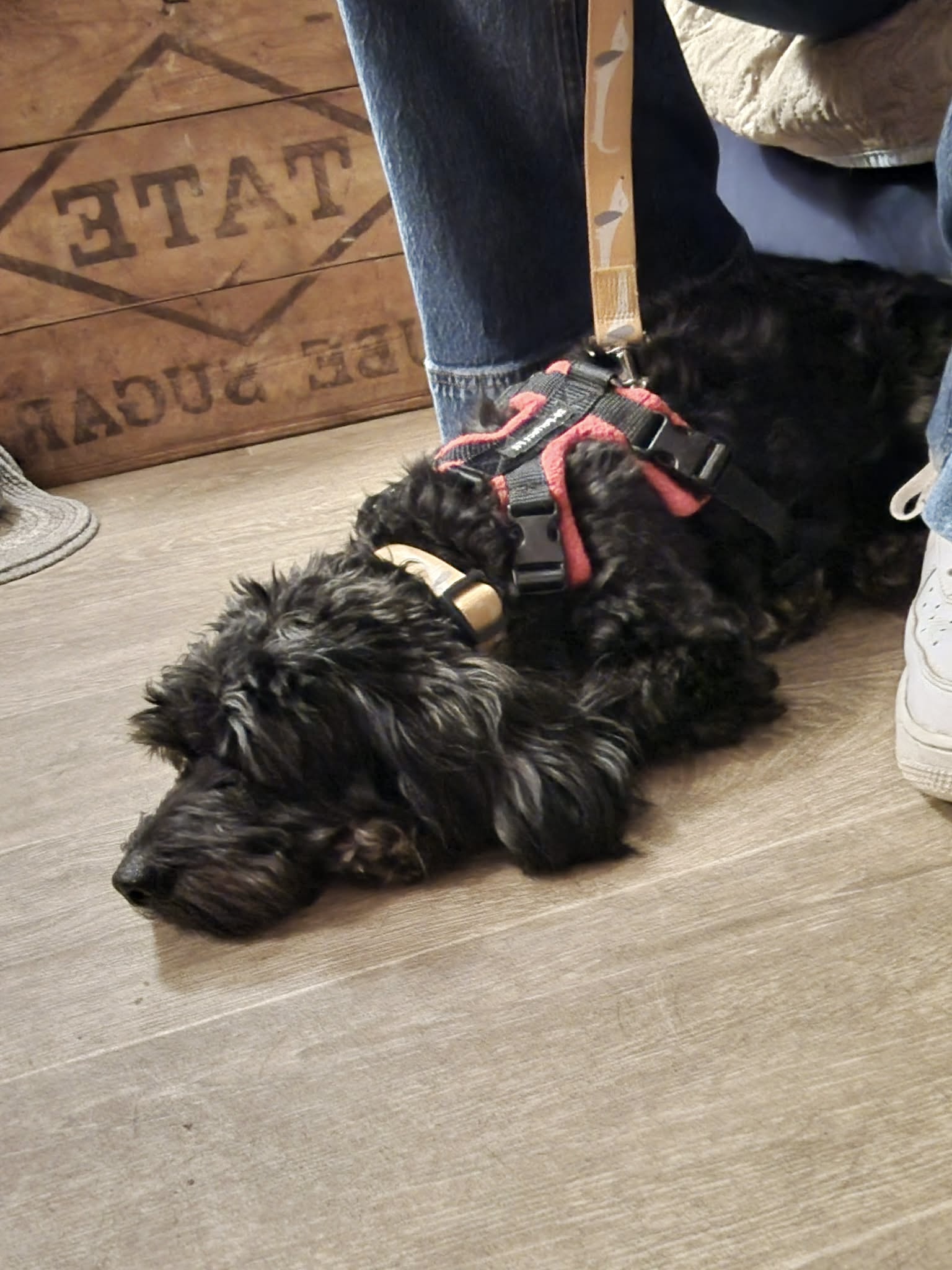 Vileda, a 3 years old female Poodle X Chihuahua available for adoption from Yappy Ever After in Derbyshire