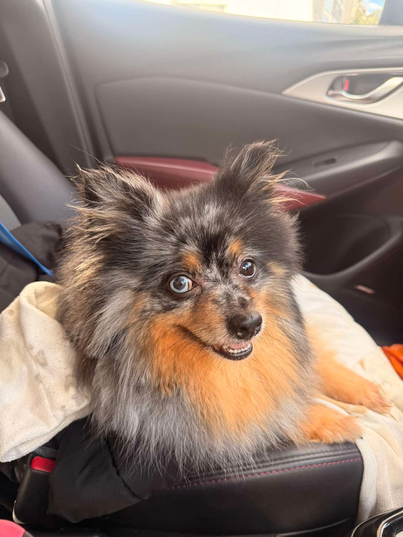 Betty, a 6 years old female Pomeranian available for adoption from Yappy Ever After in Derbyshire