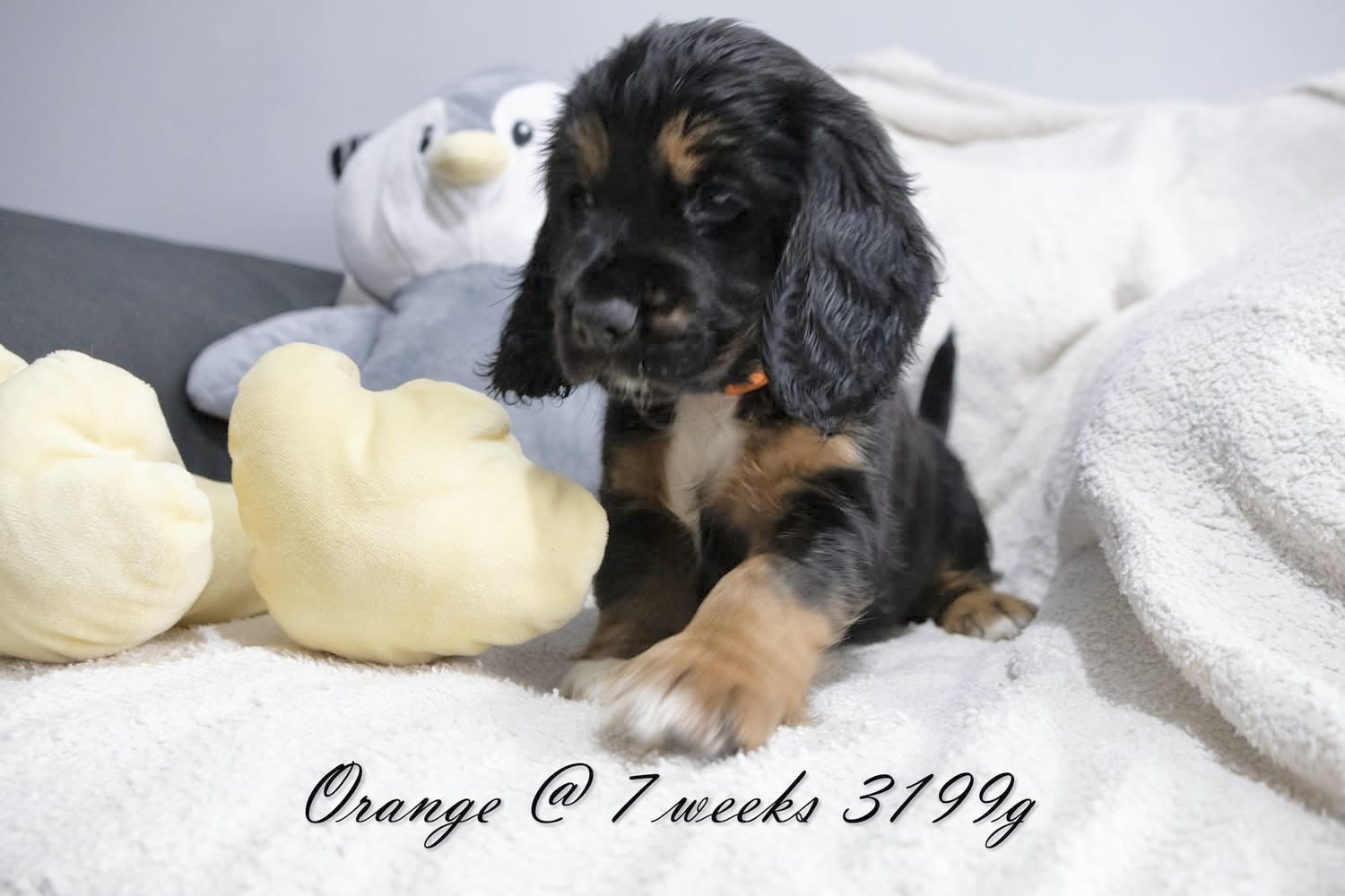 Spanielbeagle Puppies, a 2 months old Beagle available for adoption from Yappy Ever After in Derbyshire