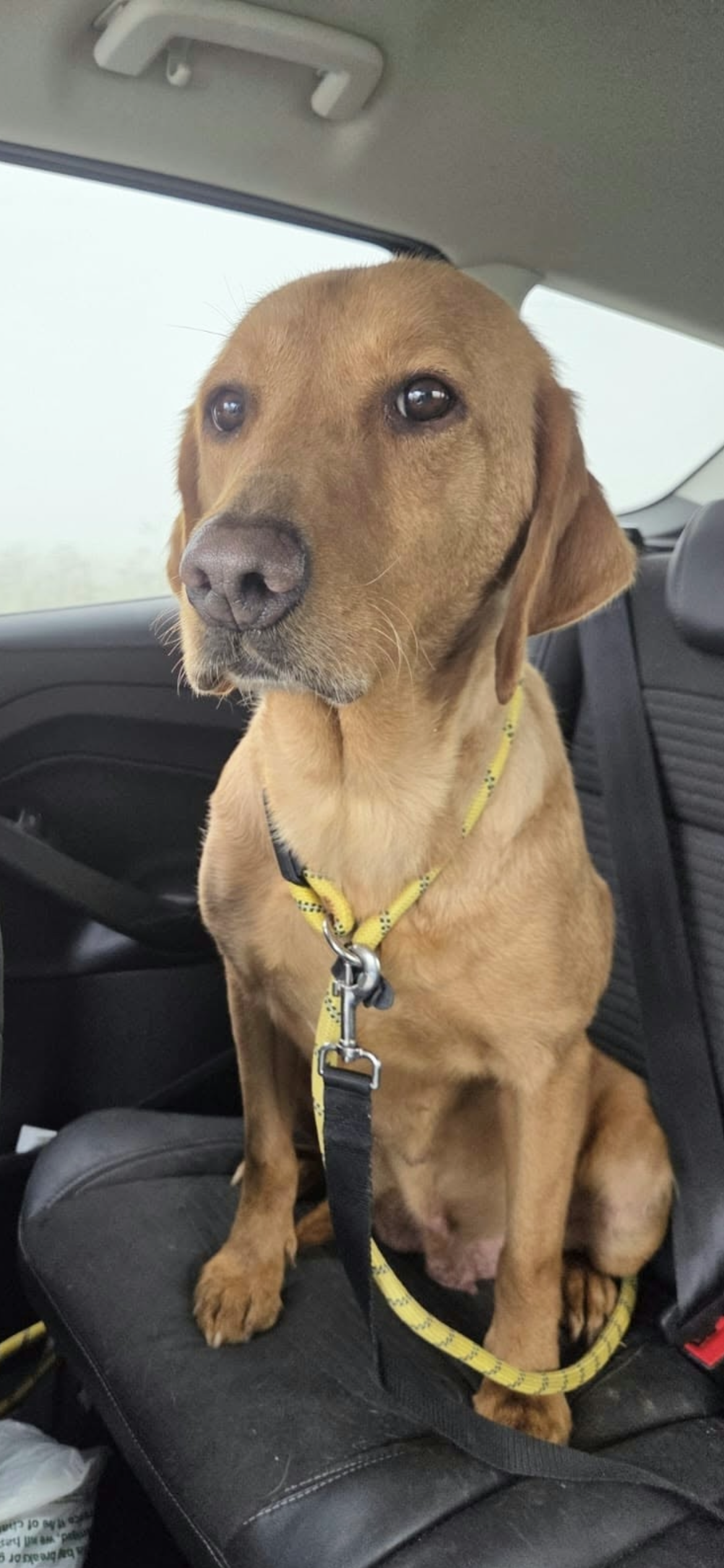 Hunter, a 5 years old female Labrador available for adoption from Yappy Ever After in Derbyshire