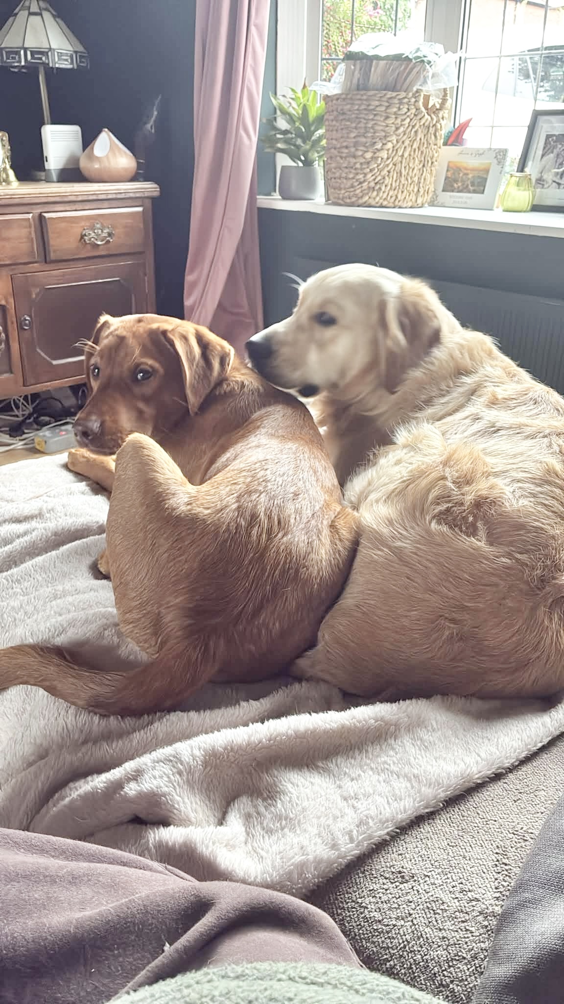 Sparky, a 7 months old male Labrador available for adoption from Yappy Ever After in Derbyshire