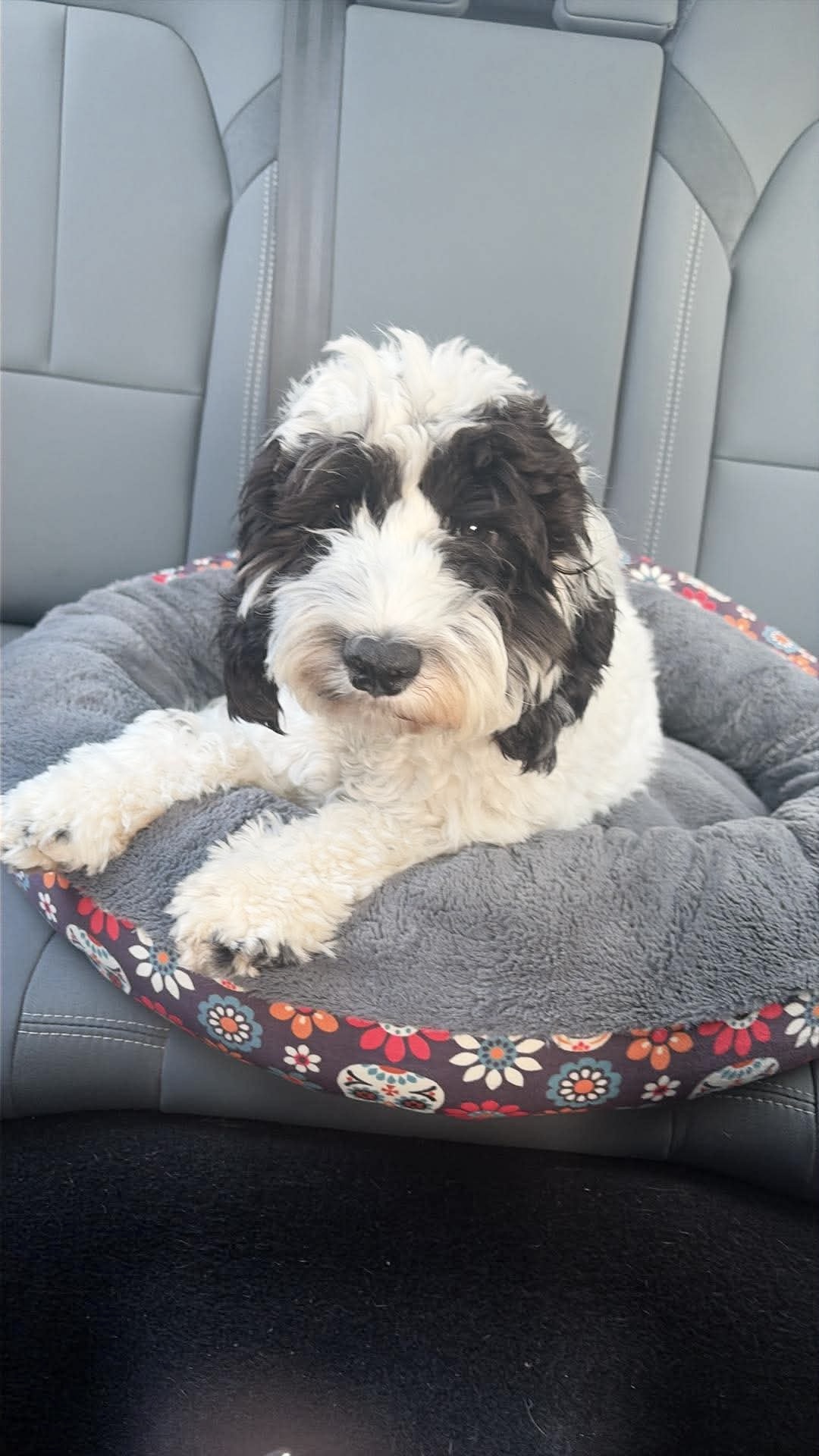 Charlie, a 5 months old male Cockapoo available for adoption from Yappy Ever After in Staffordshire