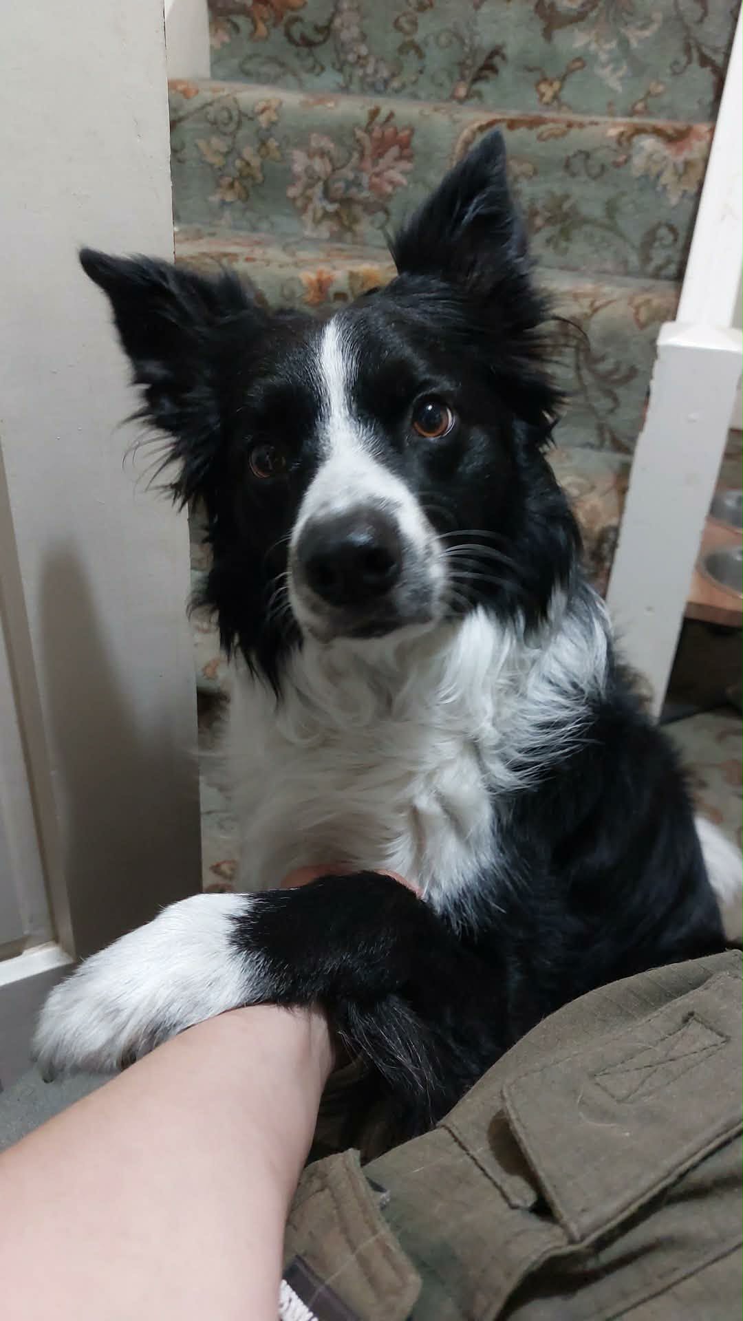 Herman, a 7 years old male Border Collie available for adoption from Yappy Ever After in Derbyshire
