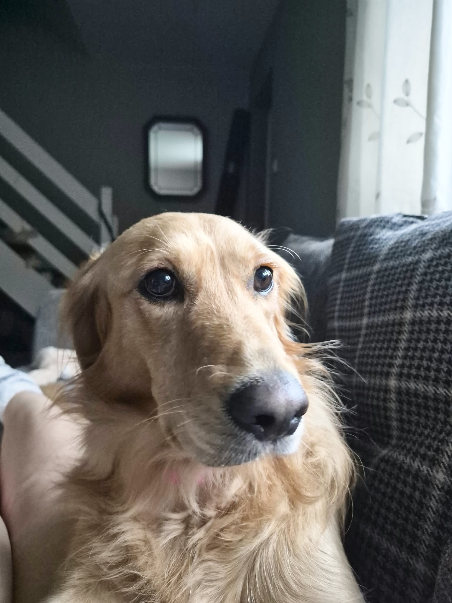 Rosie, a 3 years old female Golden Retriever available for adoption from Yappy Ever After in Derbyshire