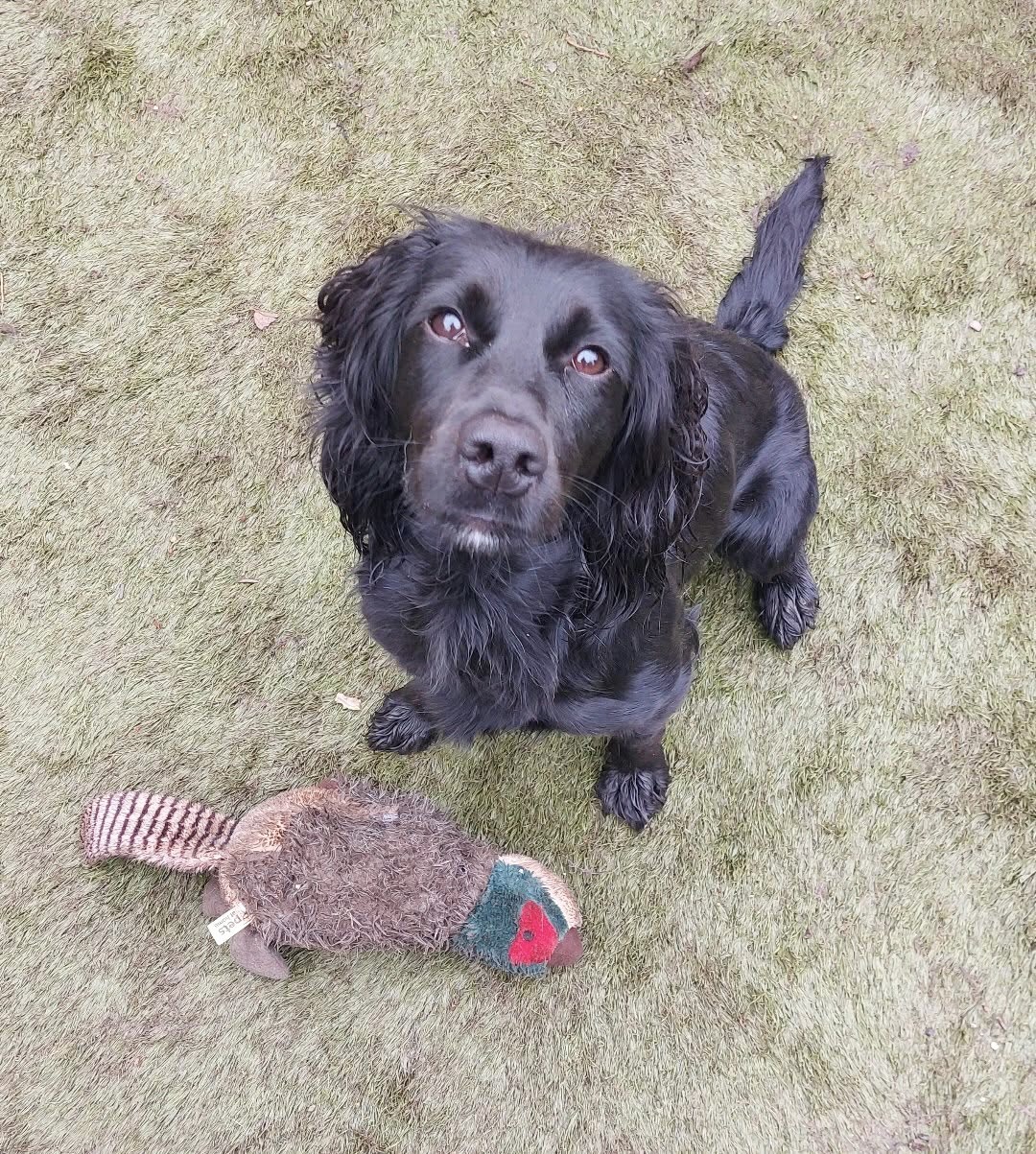 Coco, a 2 years old female Cocker Spaniel available for adoption from Yappy Ever After in Derbyshire