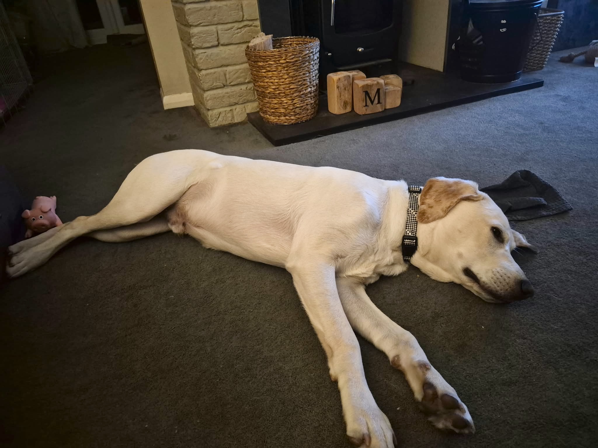 Marley, a 7 months old male Labrador available for adoption from Yappy Ever After in Derbyshire
